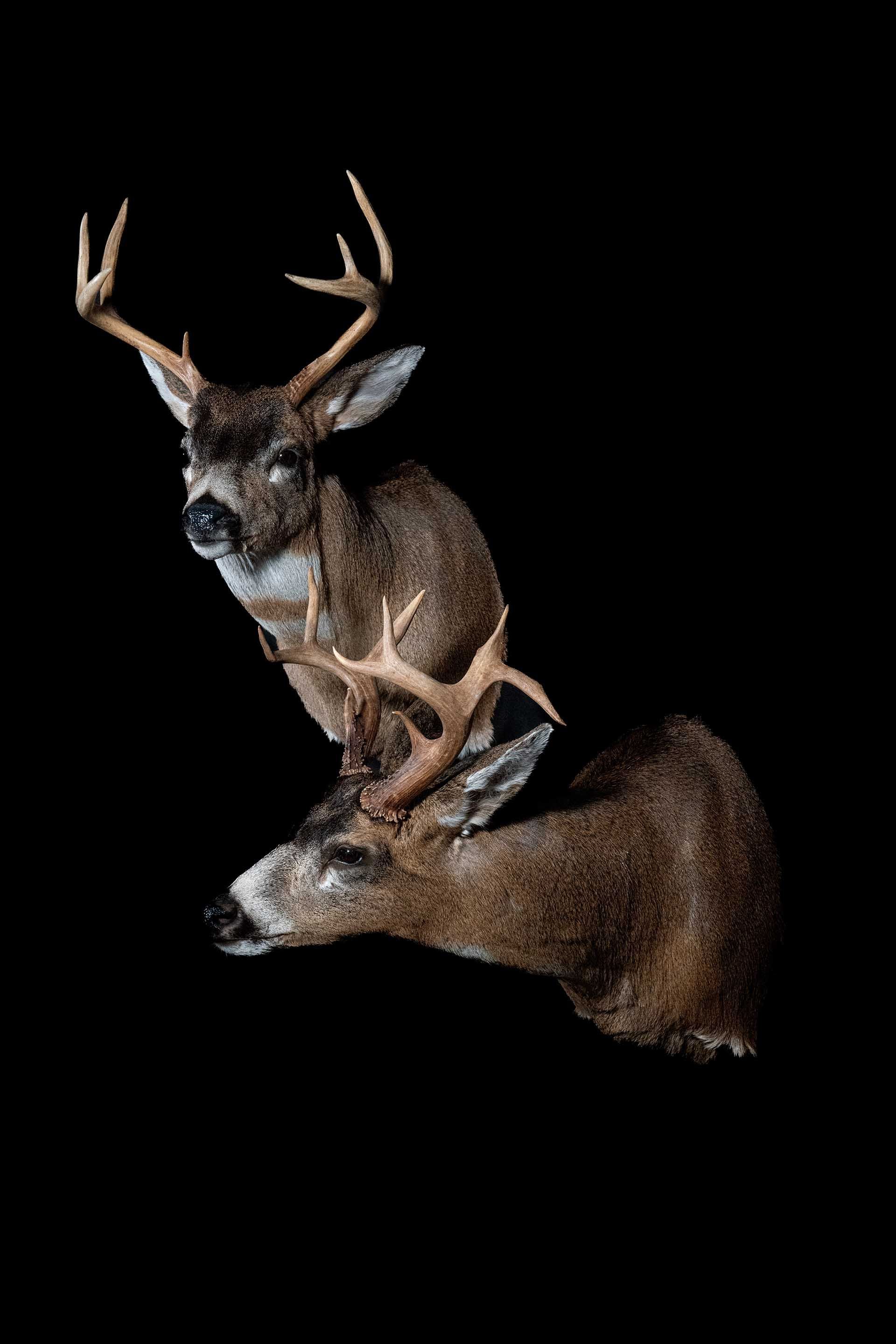 Taxidermy photo 049