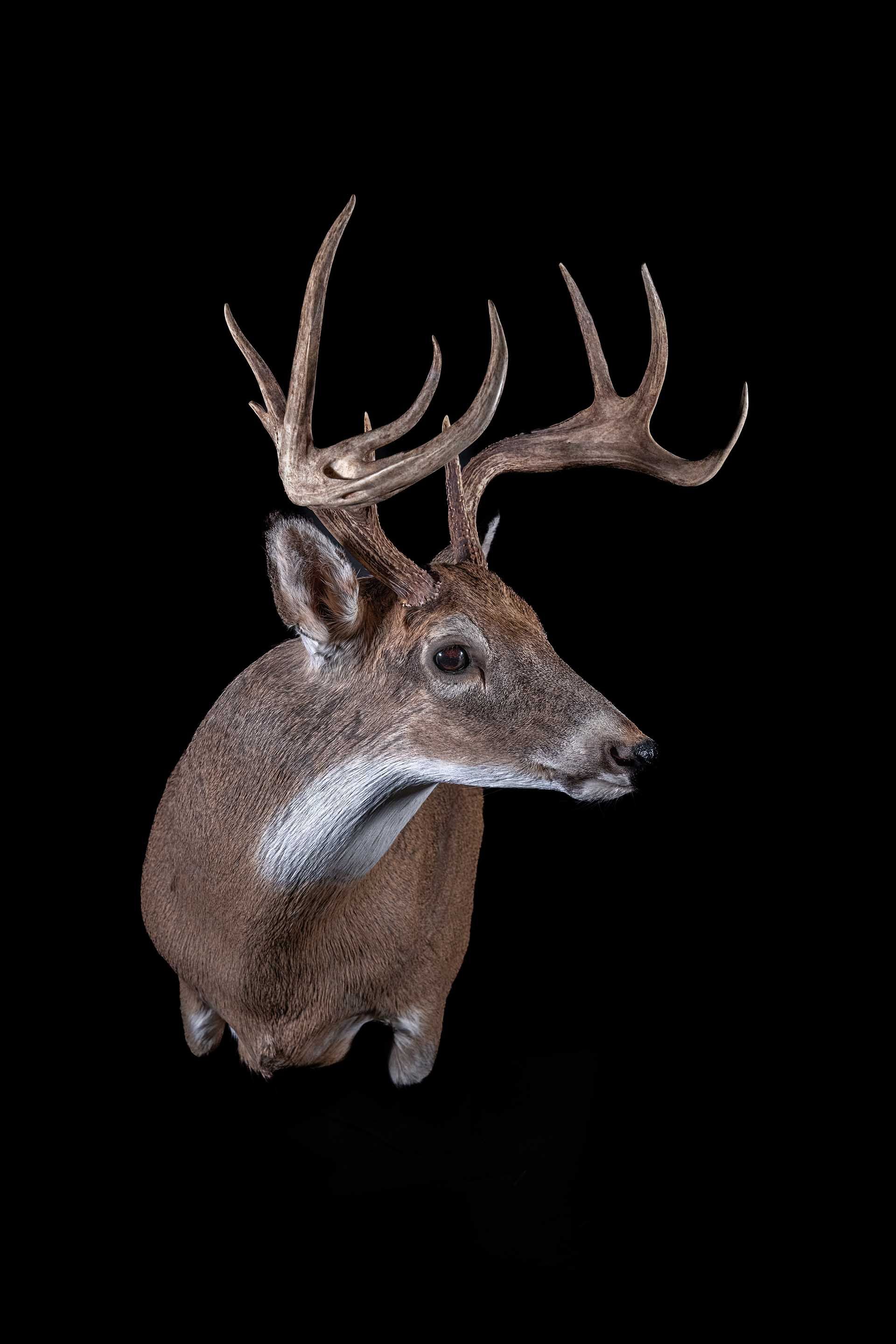 Taxidermy photo 050