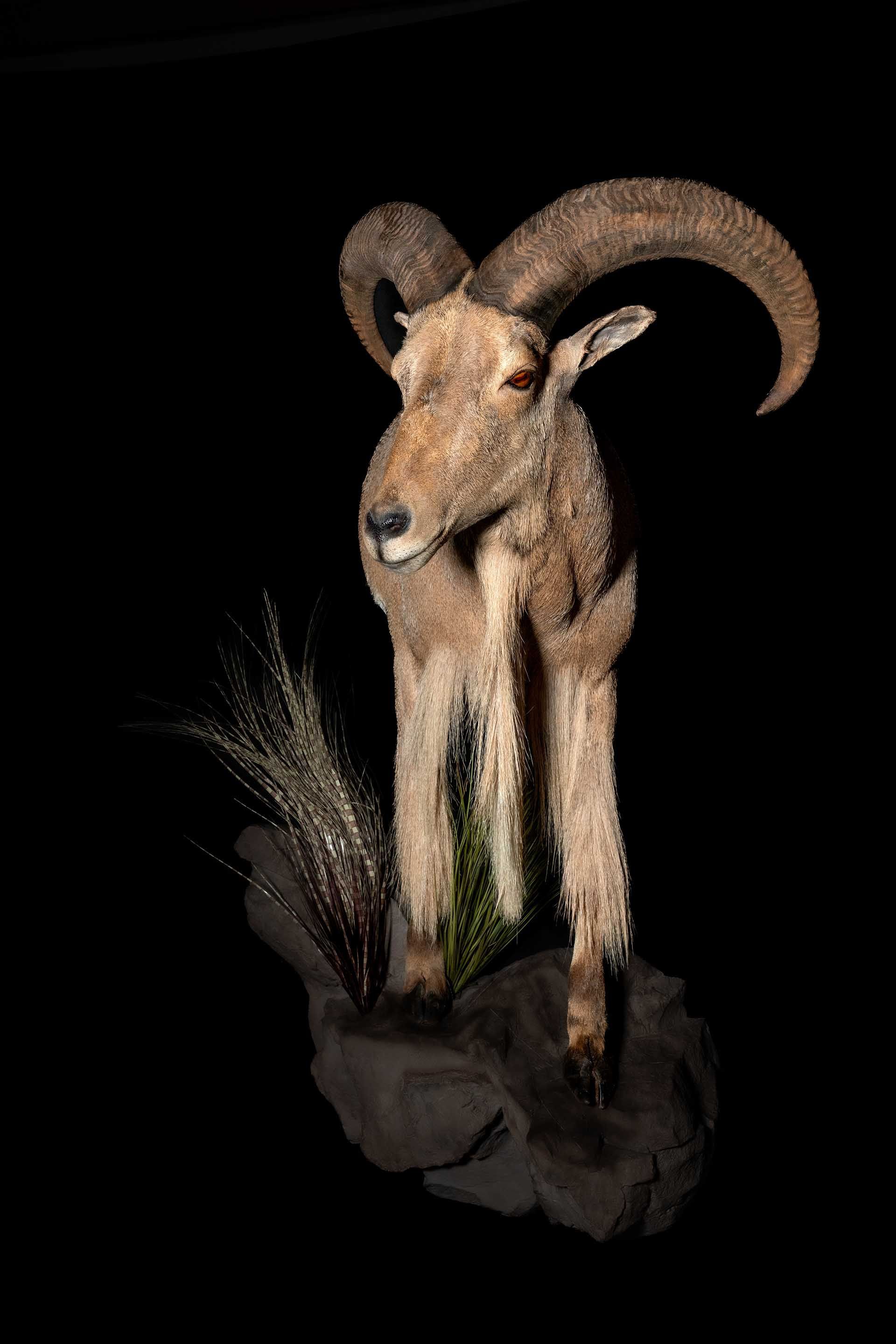 Taxidermy photo 056