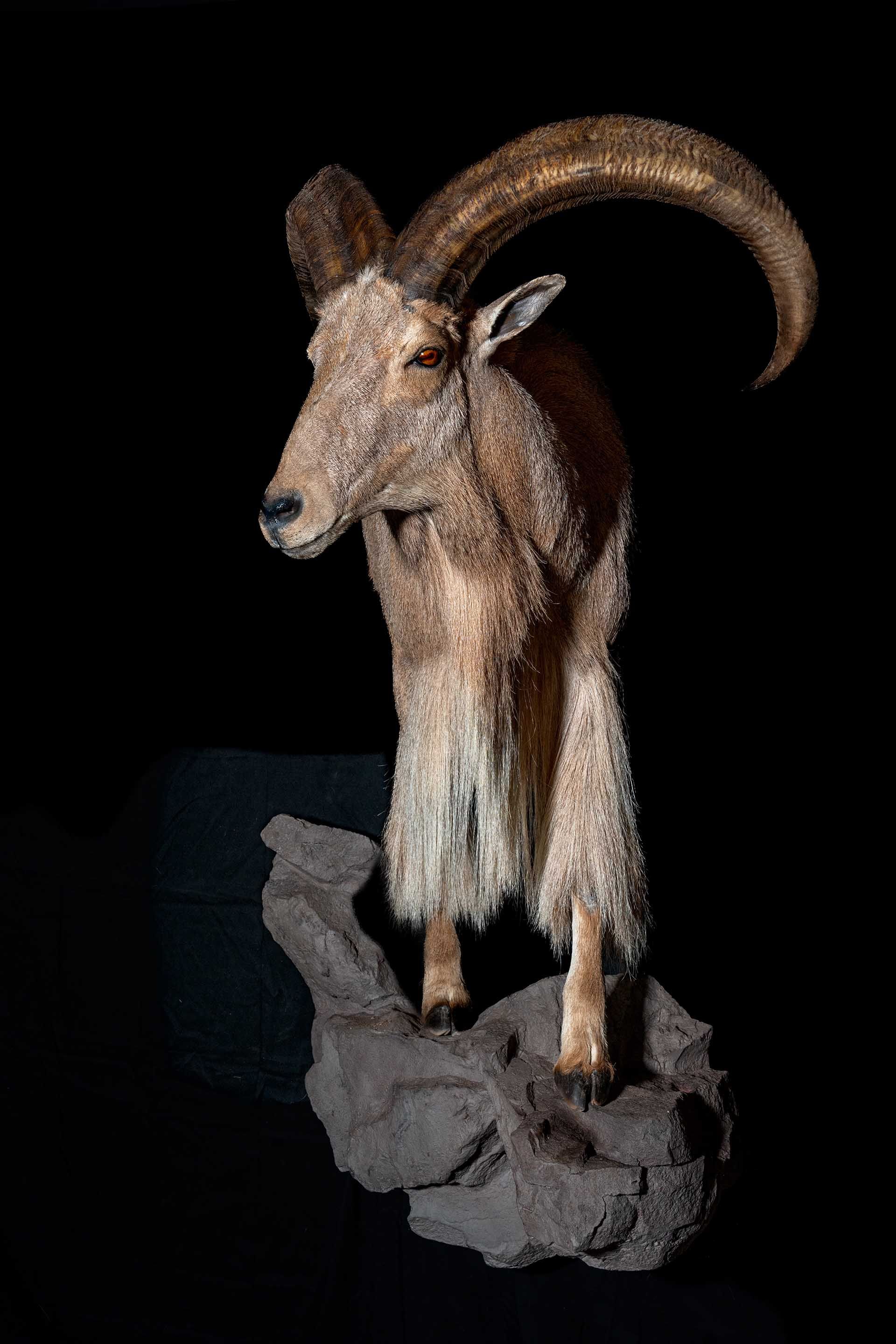 Taxidermy photo 058