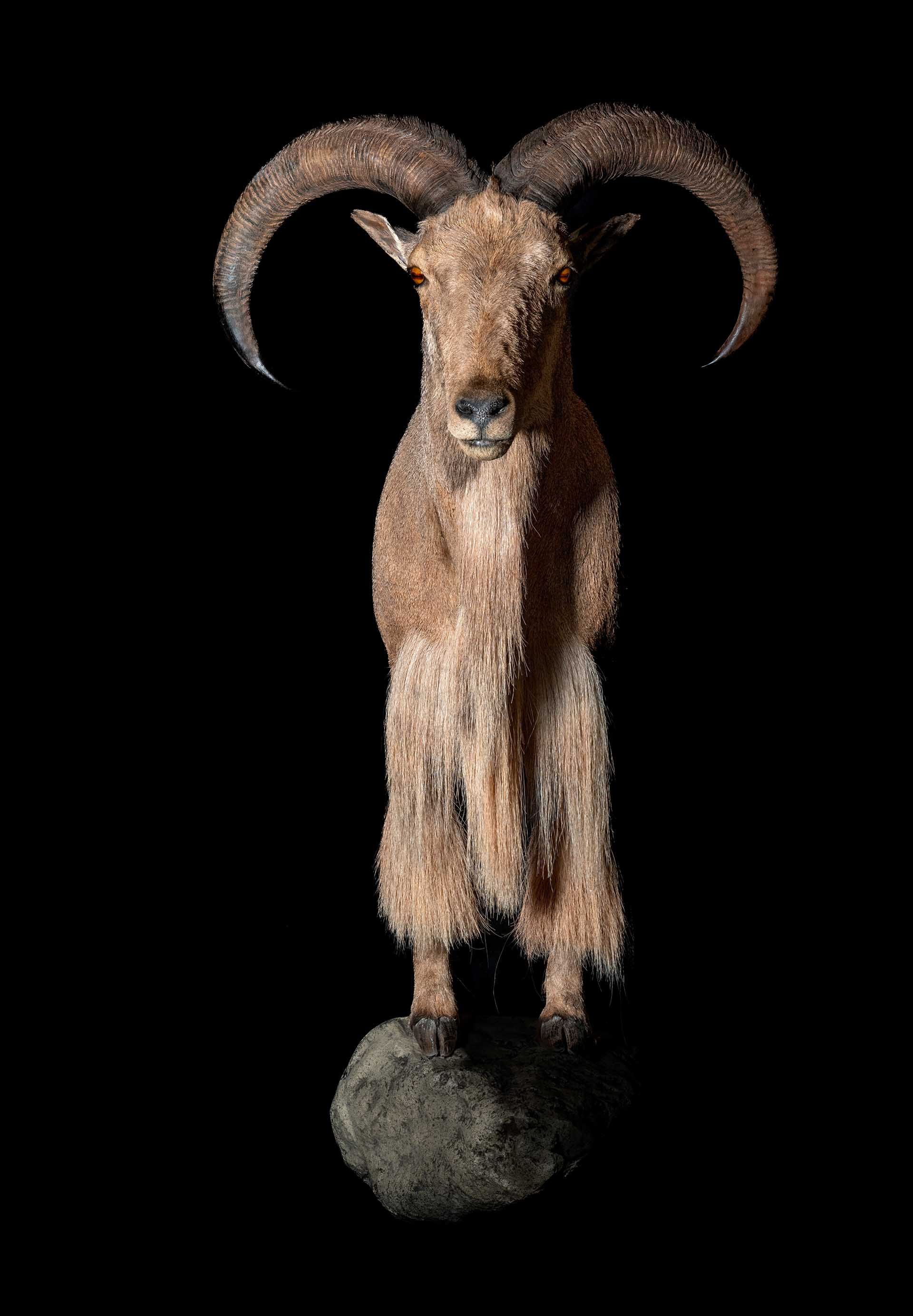 Taxidermy photo 059