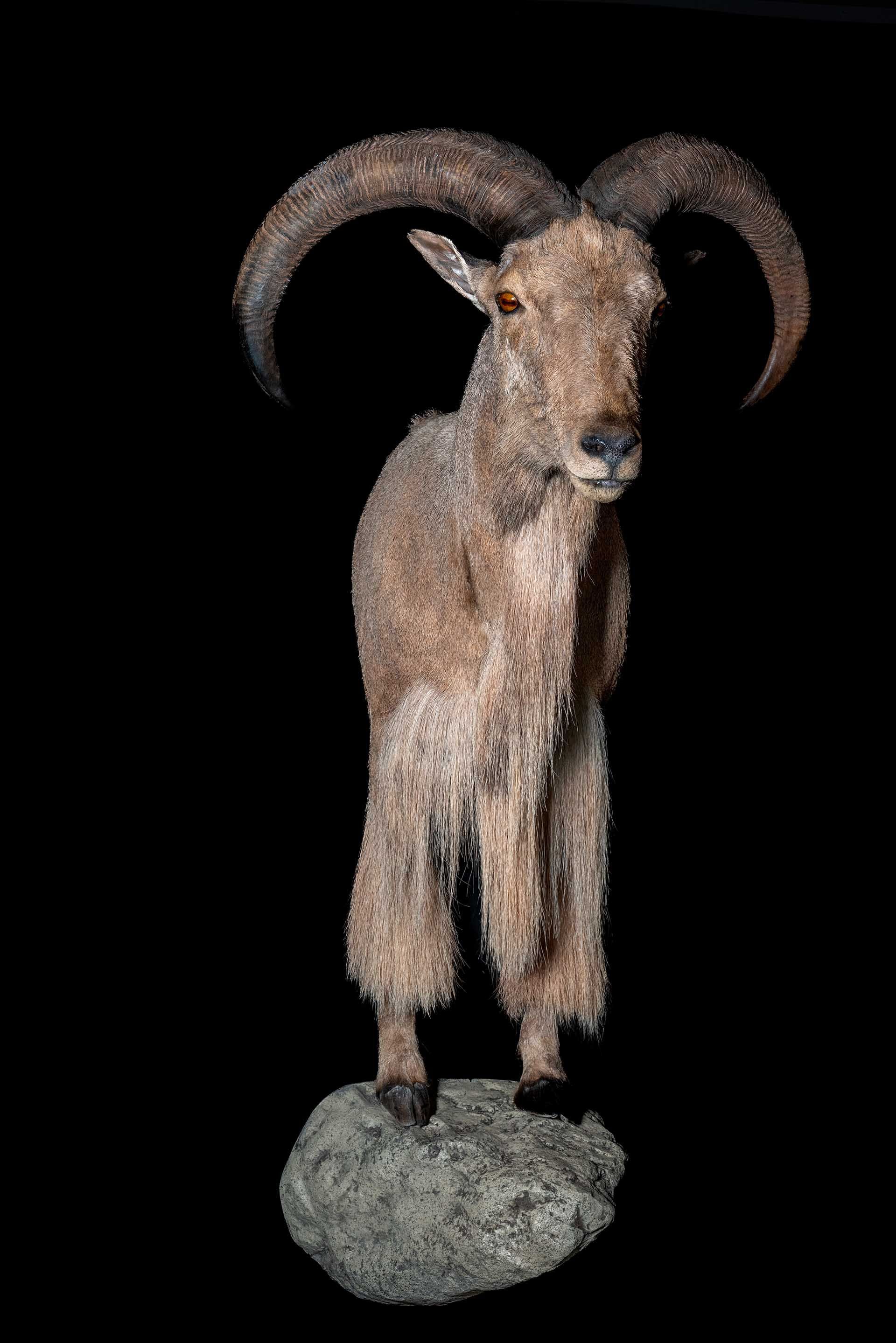 Hunters Link Outdoors - taxidermy photo 08