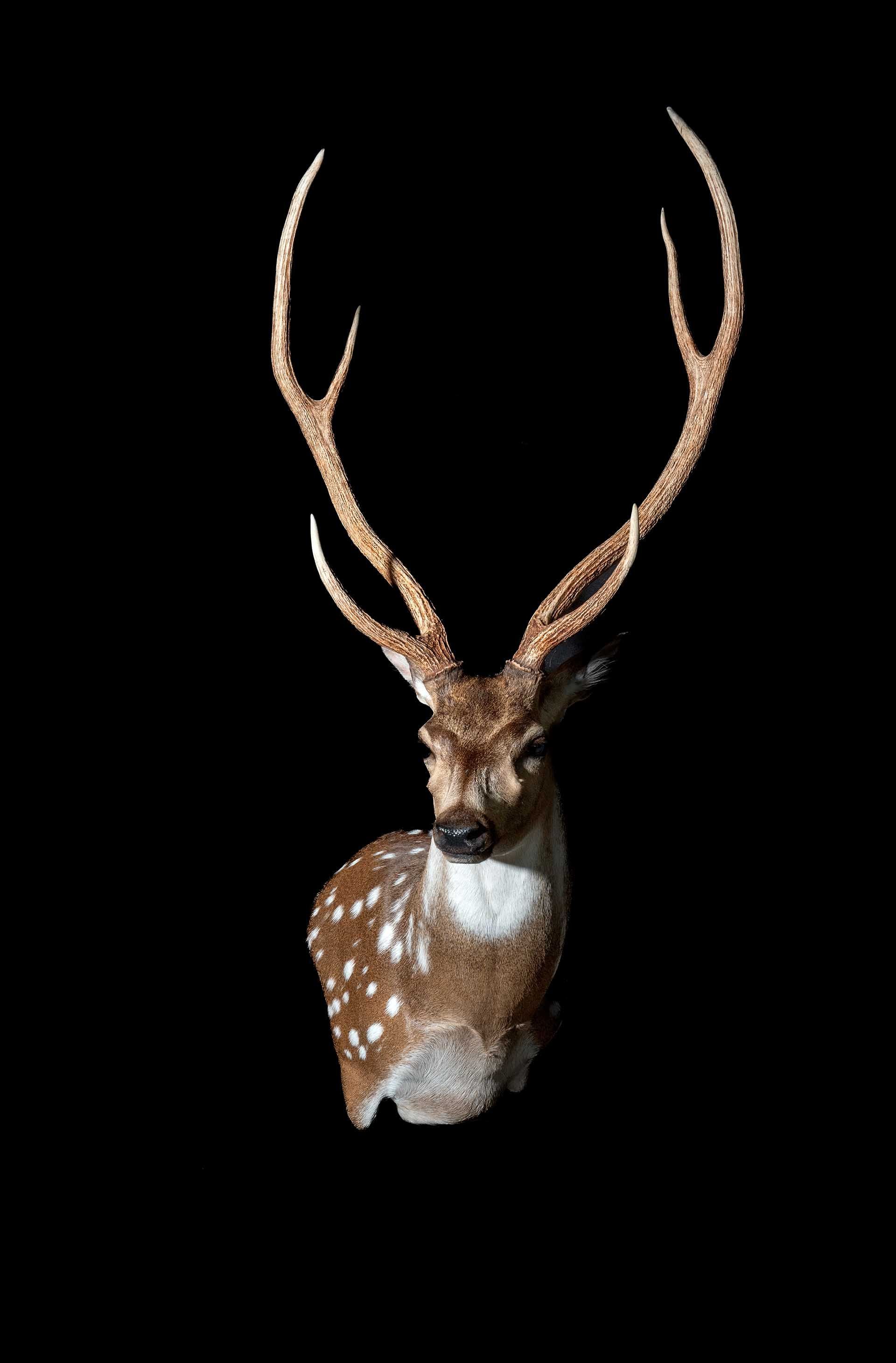 Hunters Link Outdoors - taxidermy photo 02