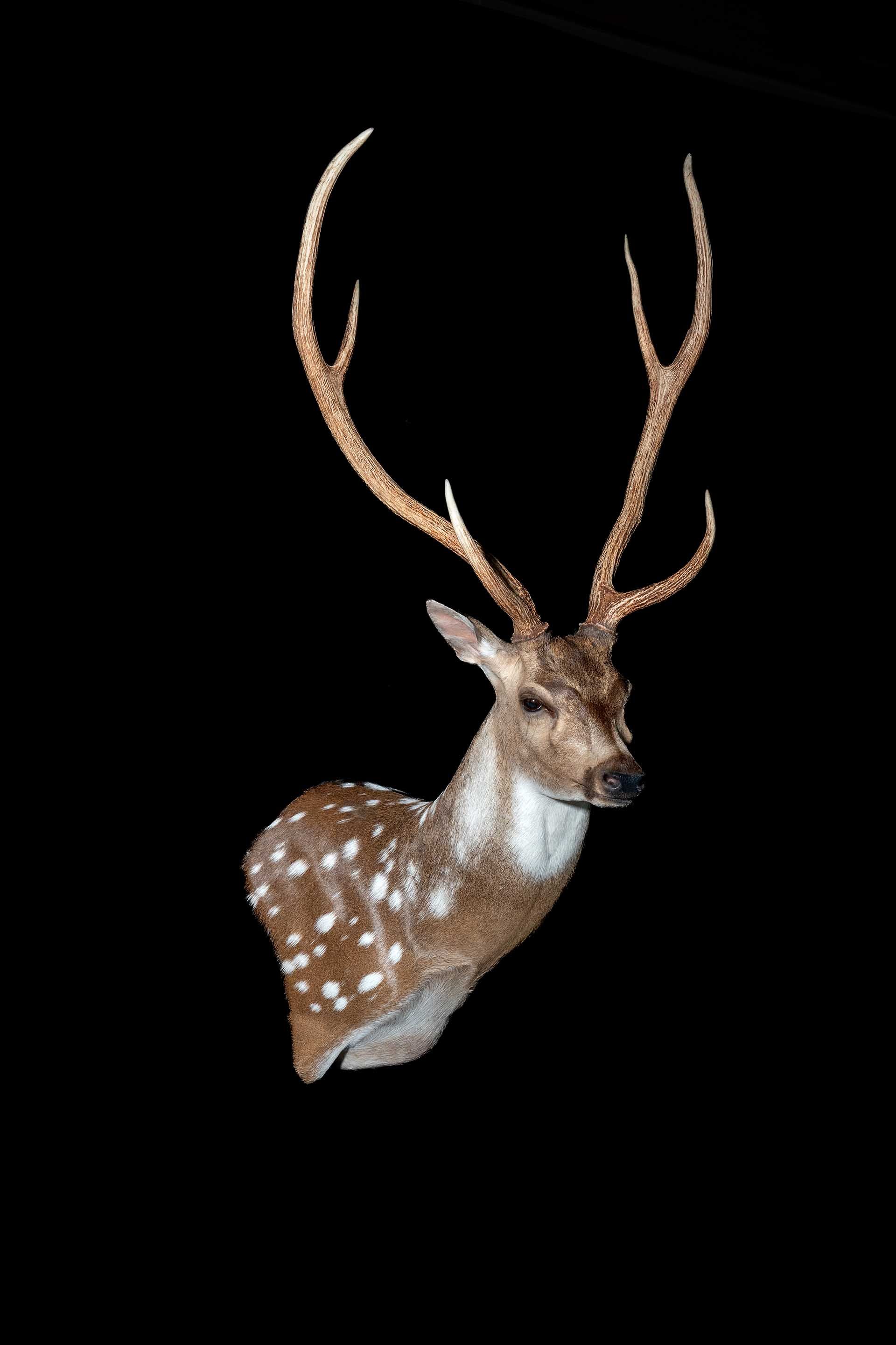 Taxidermy photo 062