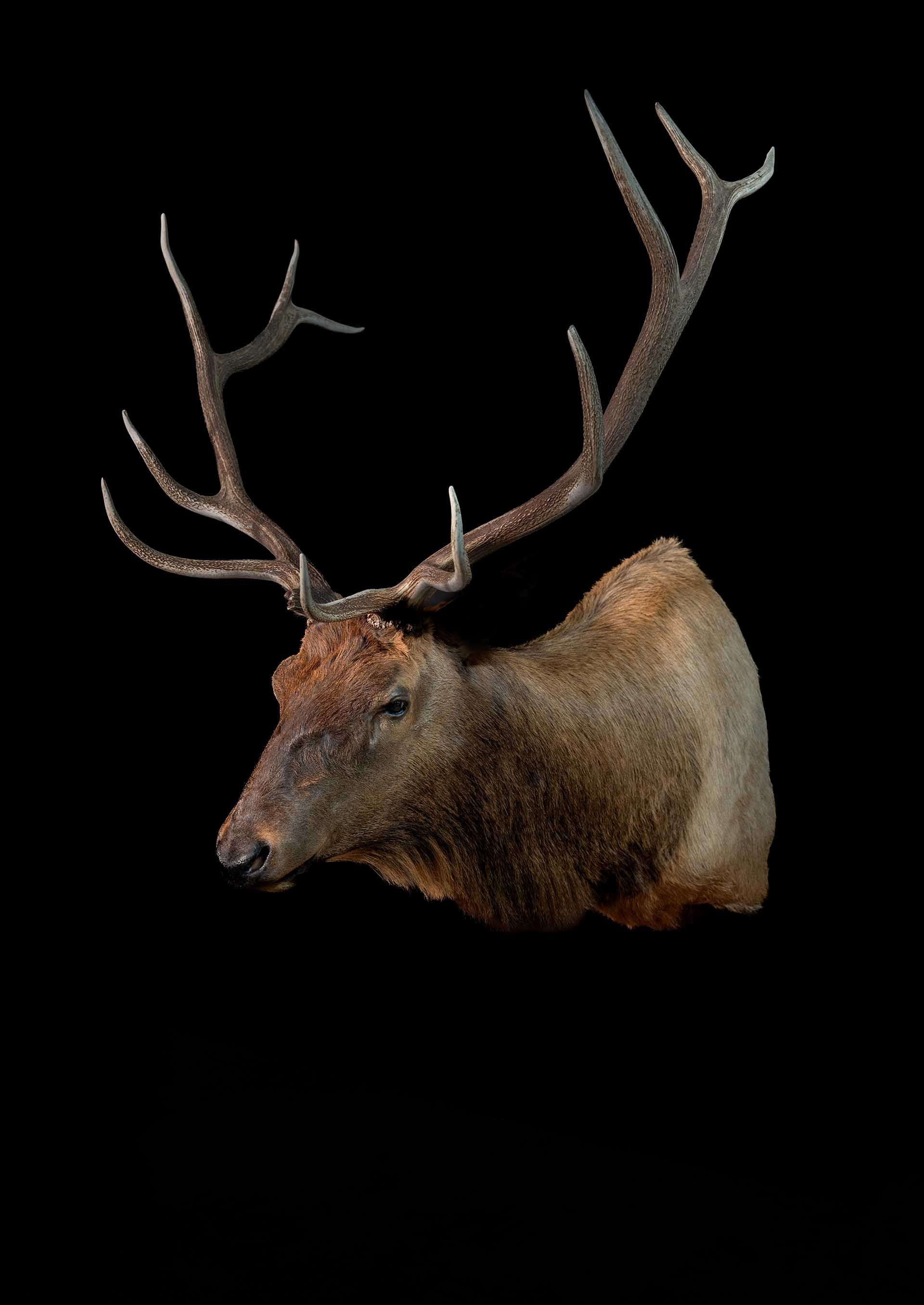 Taxidermy photo 063