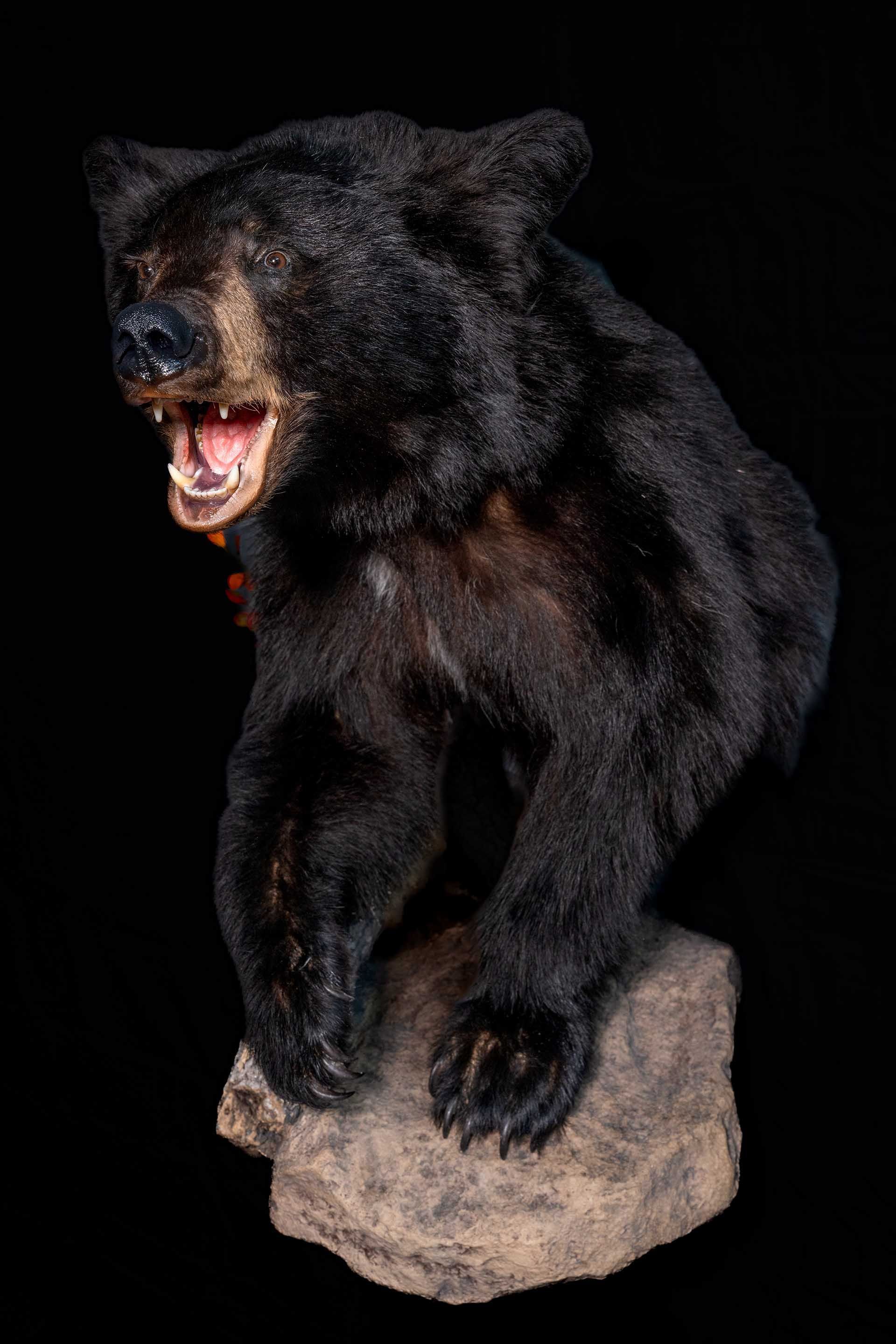 Taxidermy photo 064