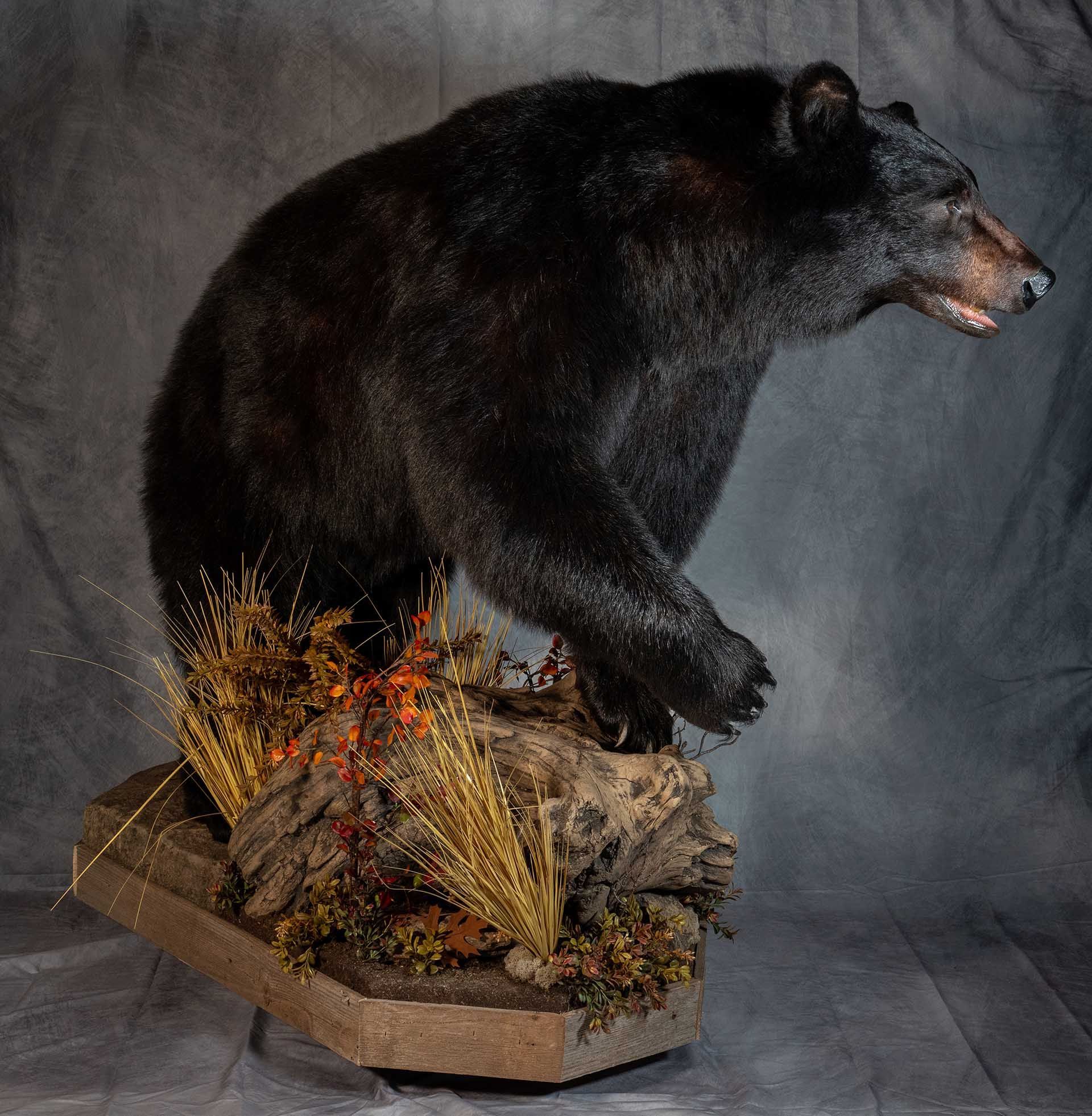 Hunters Link Outdoors - taxidermy mount 01