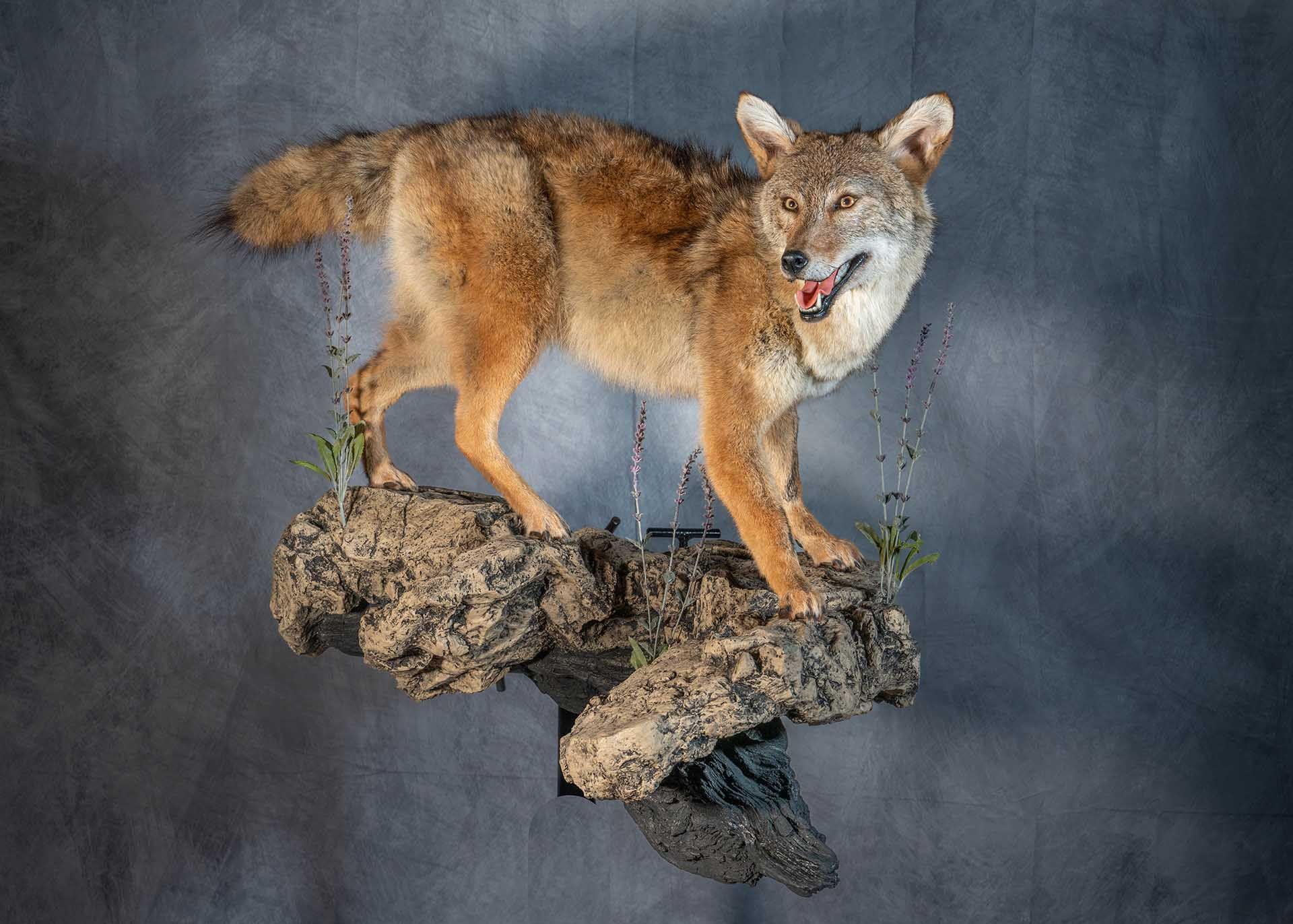 Hunters Link Outdoors - taxidermy mount 03
