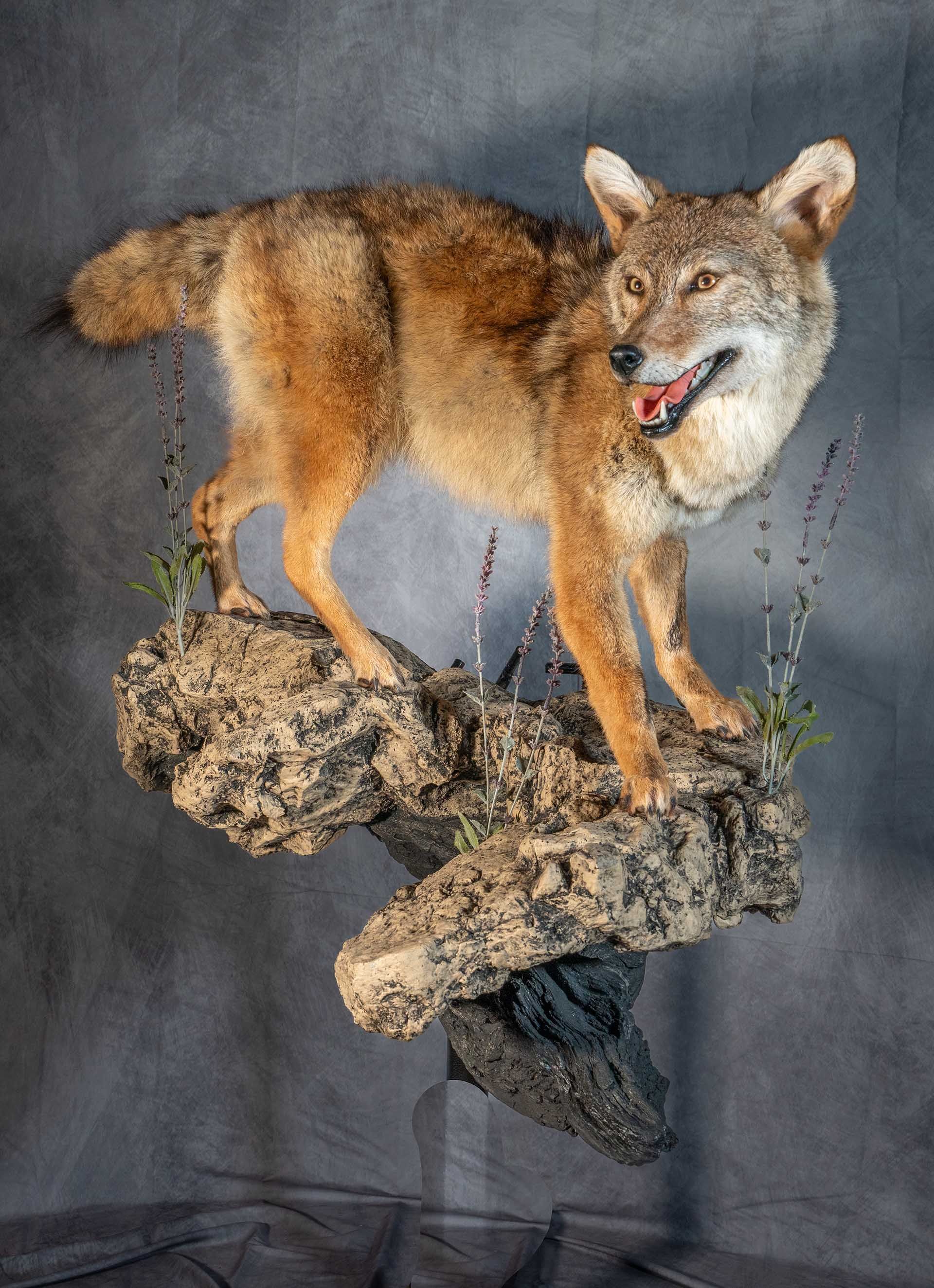 Hunters Link Outdoors - taxidermy mount 04