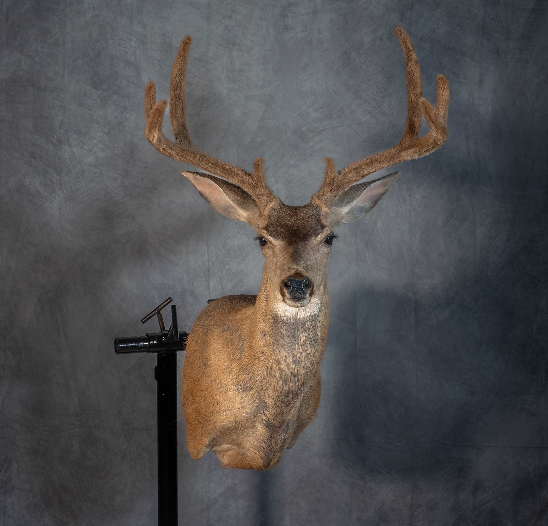 Hunters Link Outdoors - taxidermy mount 05