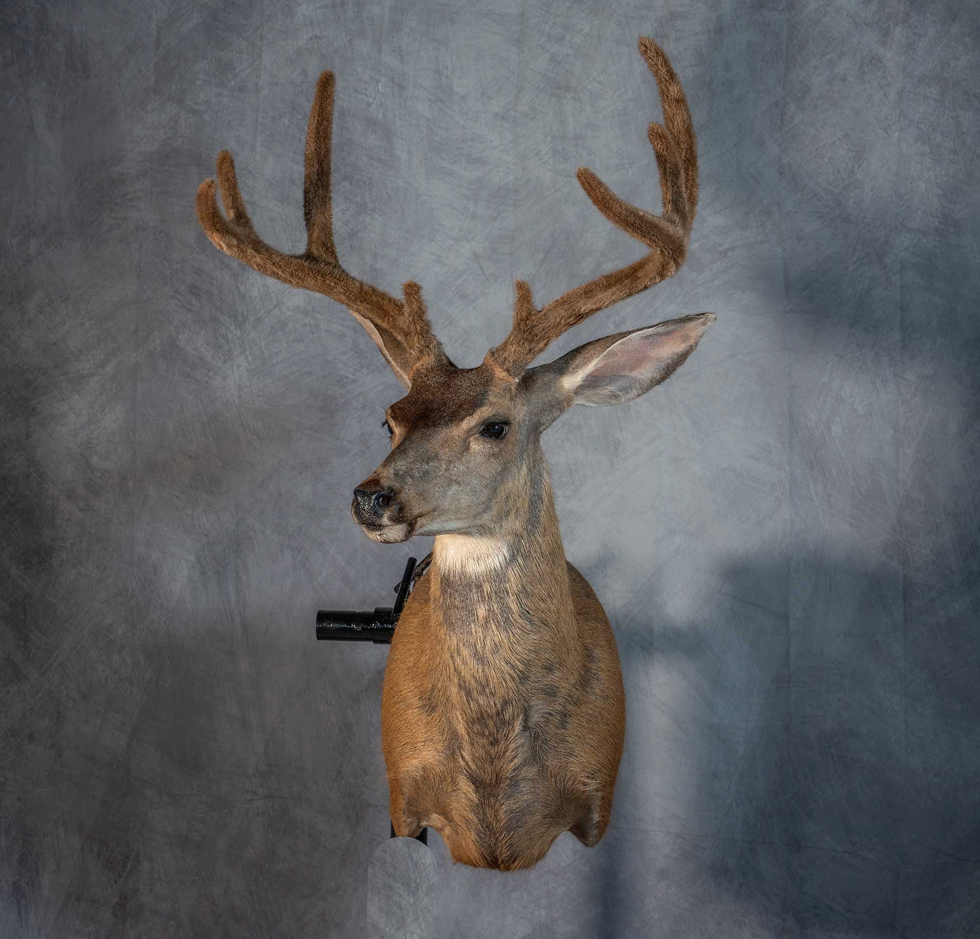 Hunters Link Outdoors - taxidermy mount 06