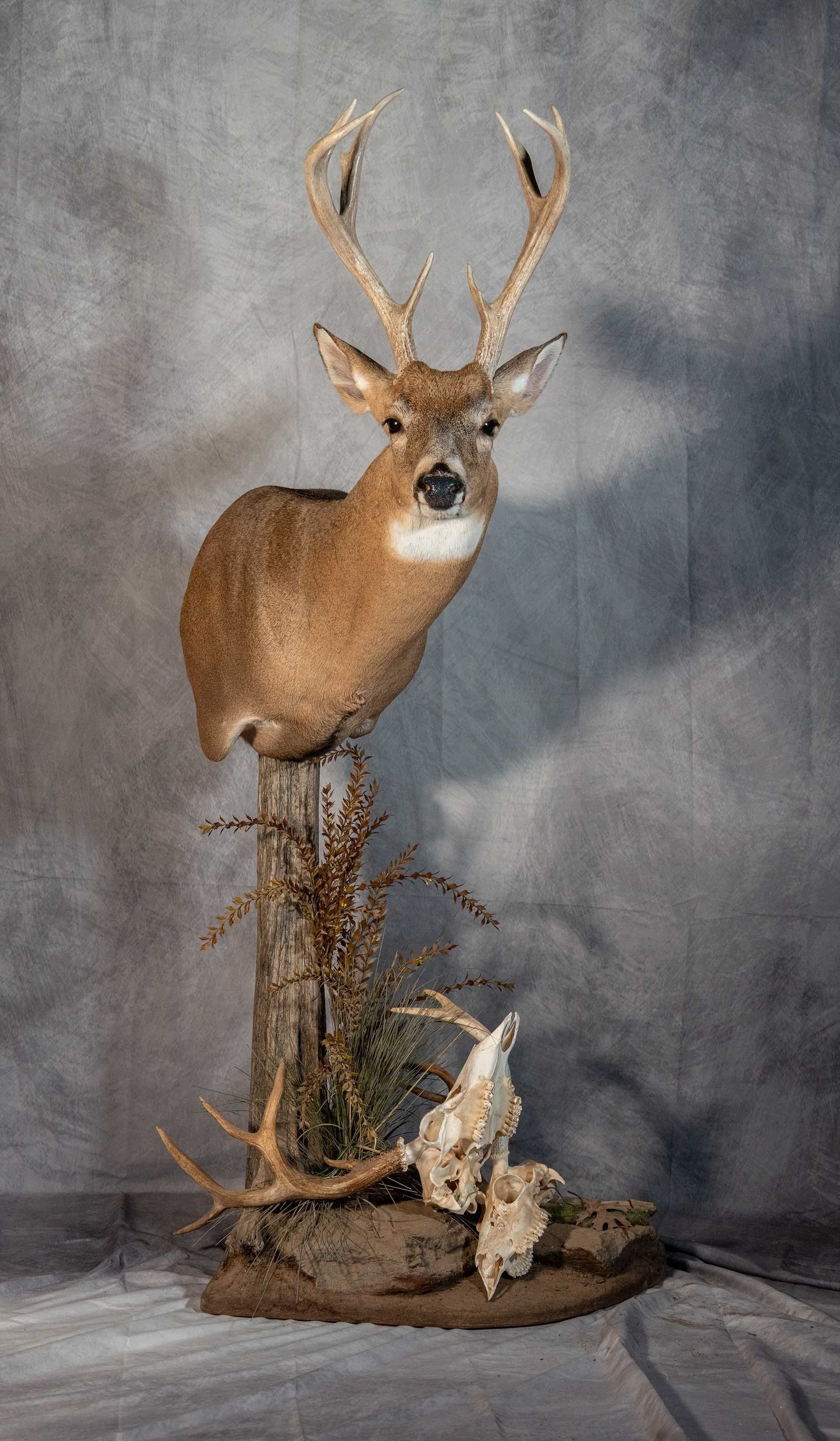 Hunters Link Outdoors - taxidermy mount 07