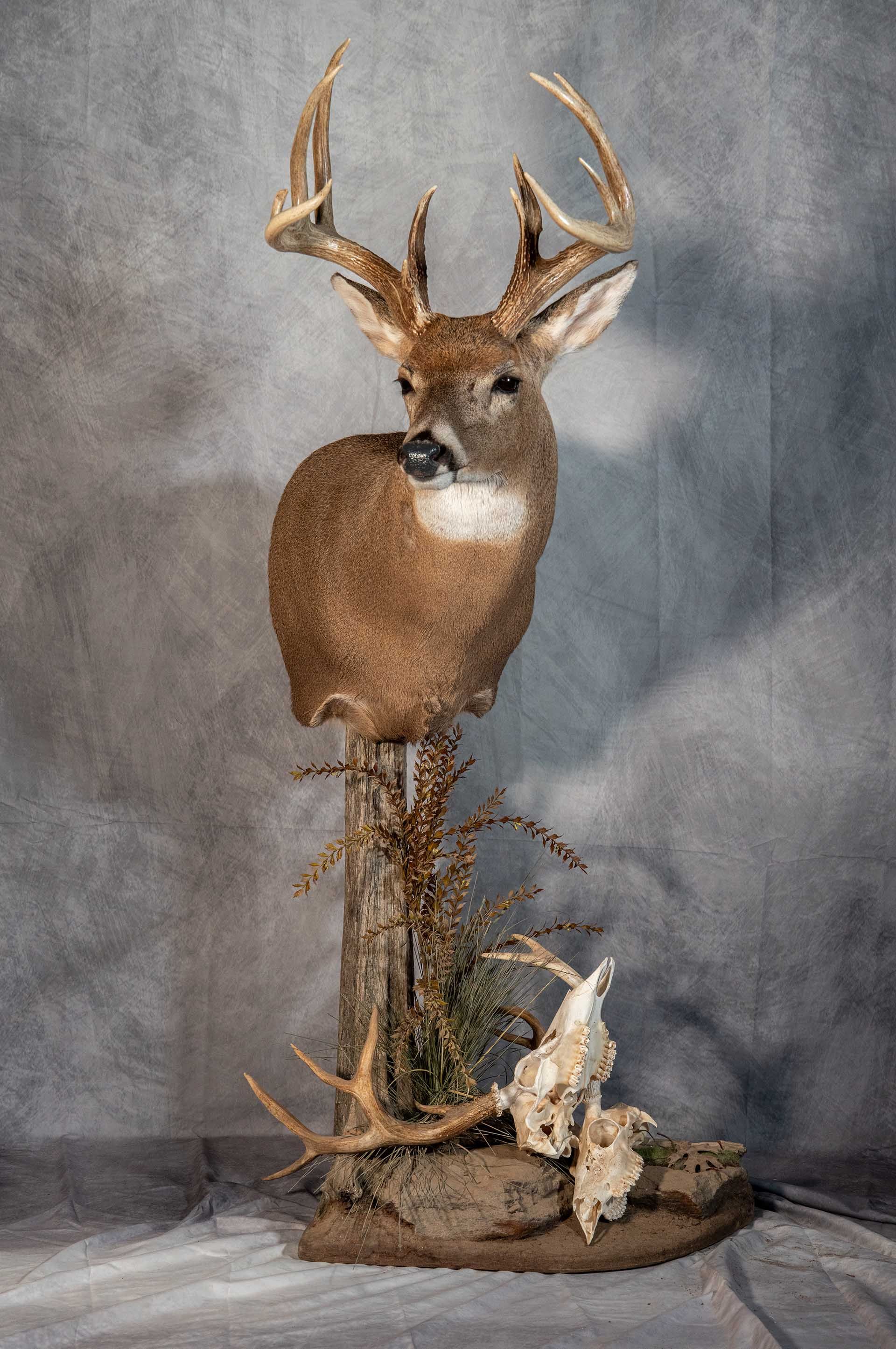 Hunters Link Outdoors - taxidermy mount 08