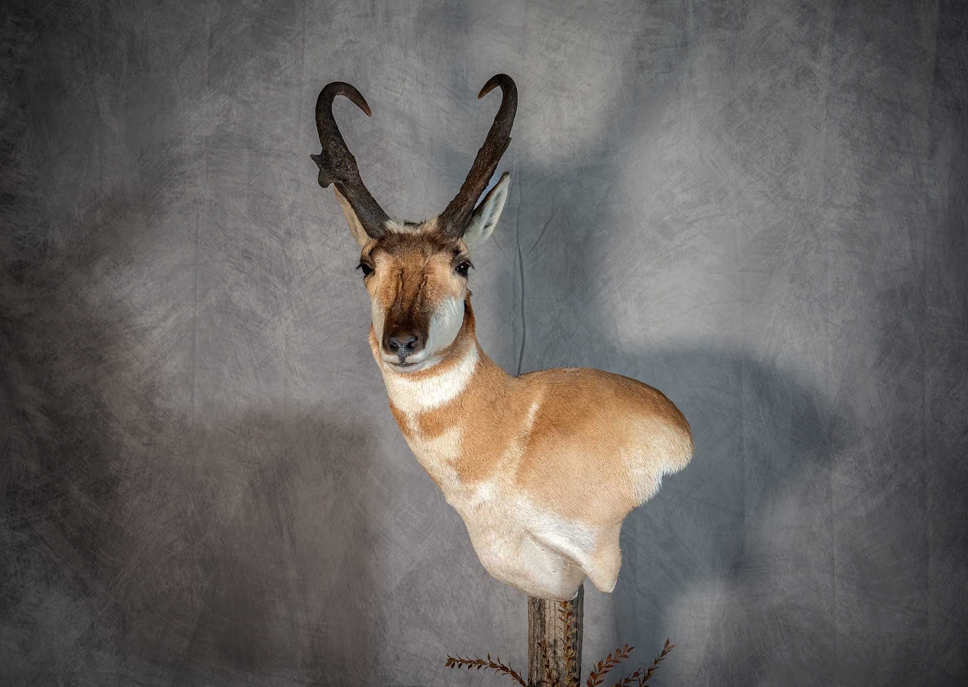 Hunters Link Outdoors - taxidermy mount 09