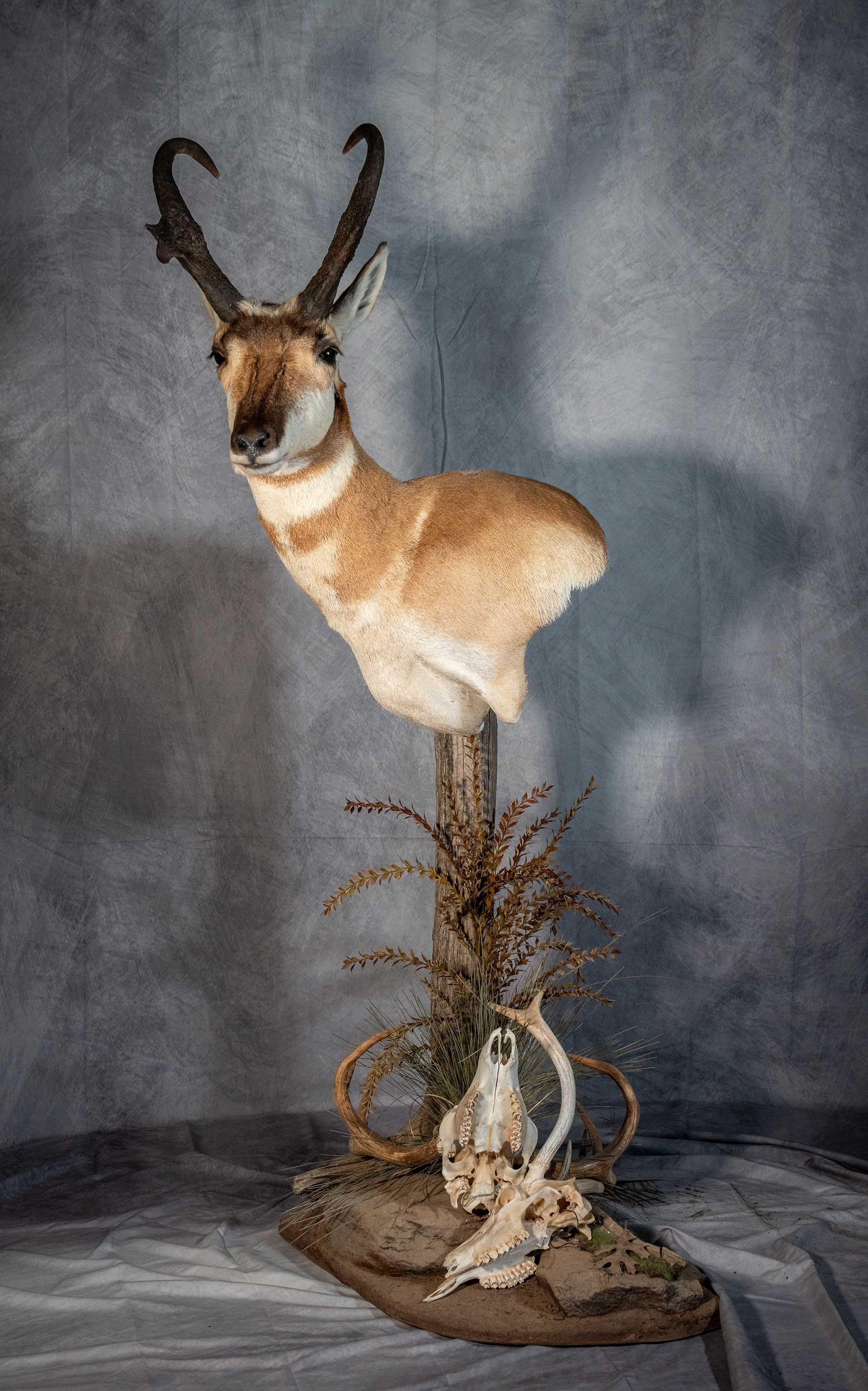 Hunters Link Outdoors - taxidermy mount 10