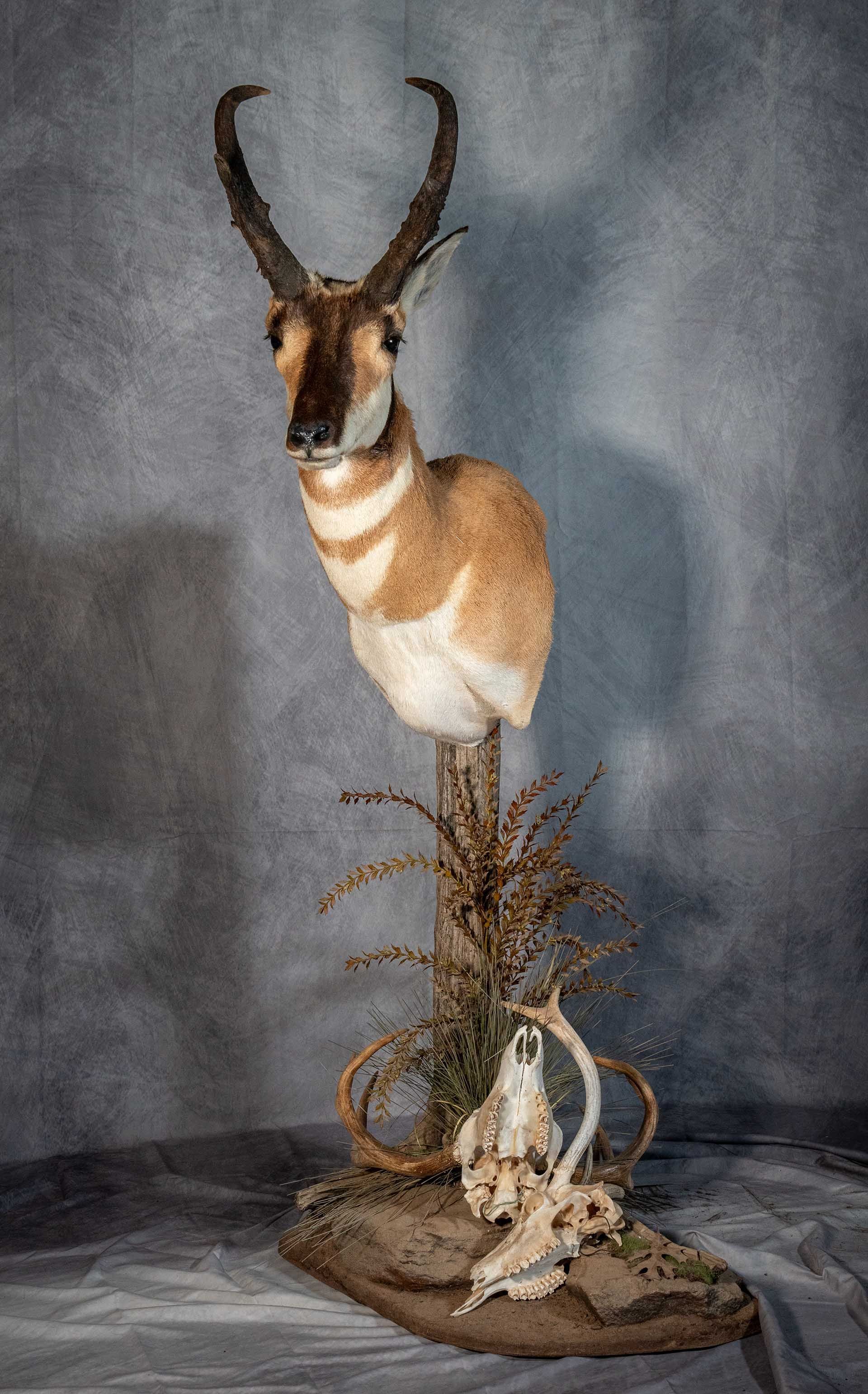 Hunters Link Outdoors - taxidermy mount 11