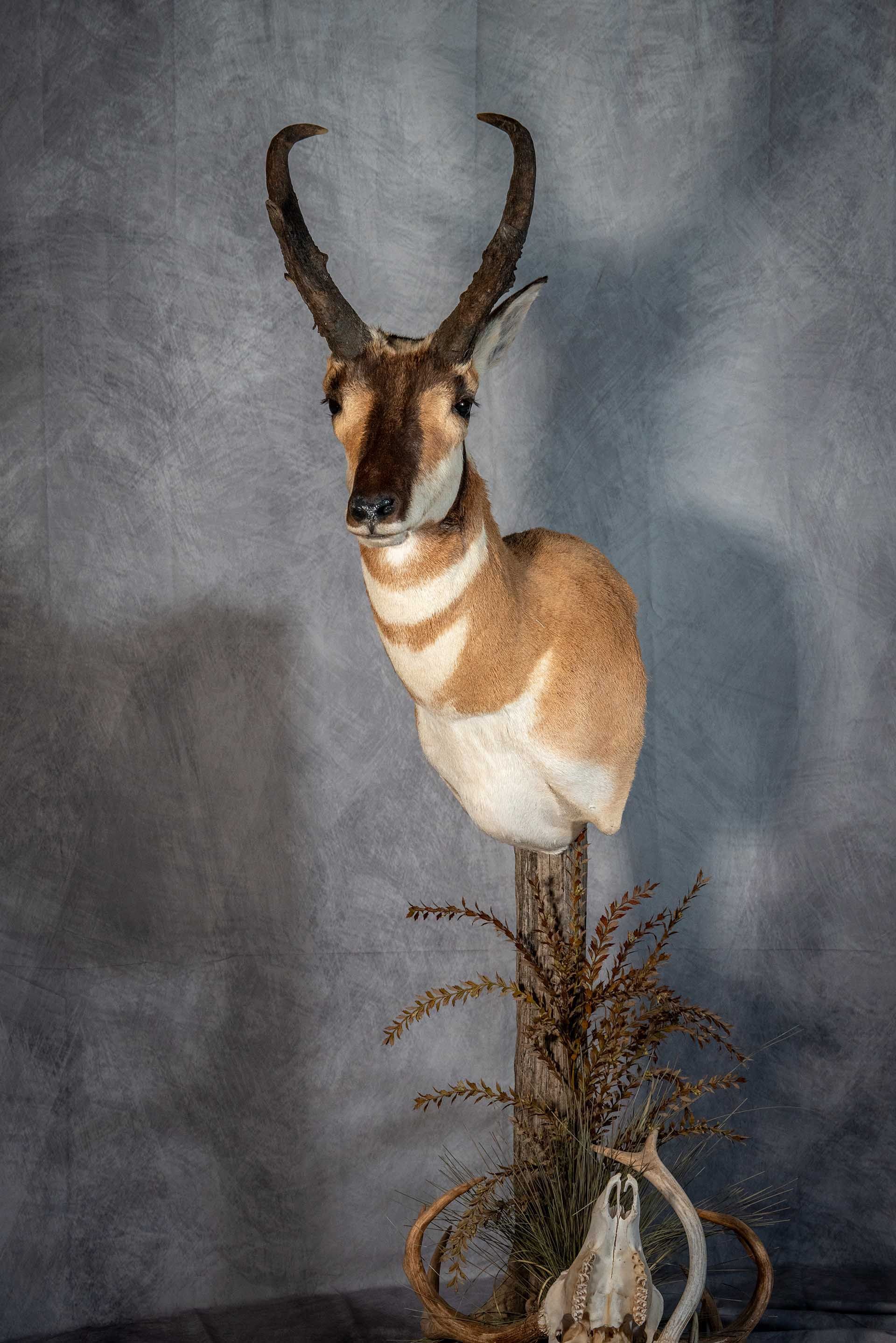 Hunters Link Outdoors - taxidermy mount 12