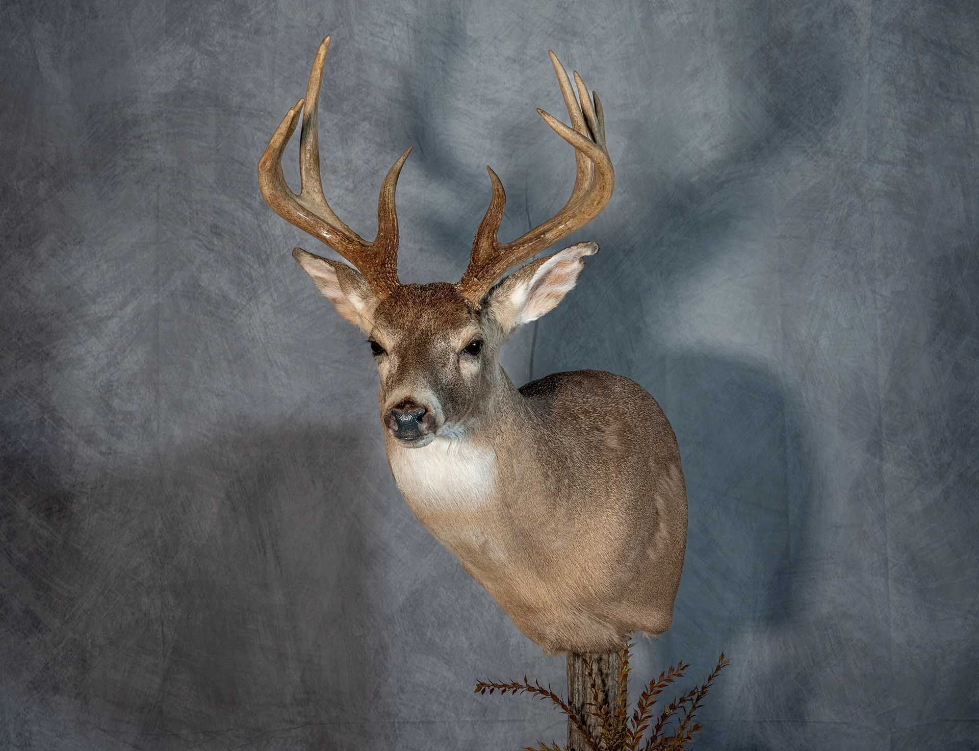 Hunters Link Outdoors - taxidermy mount 13