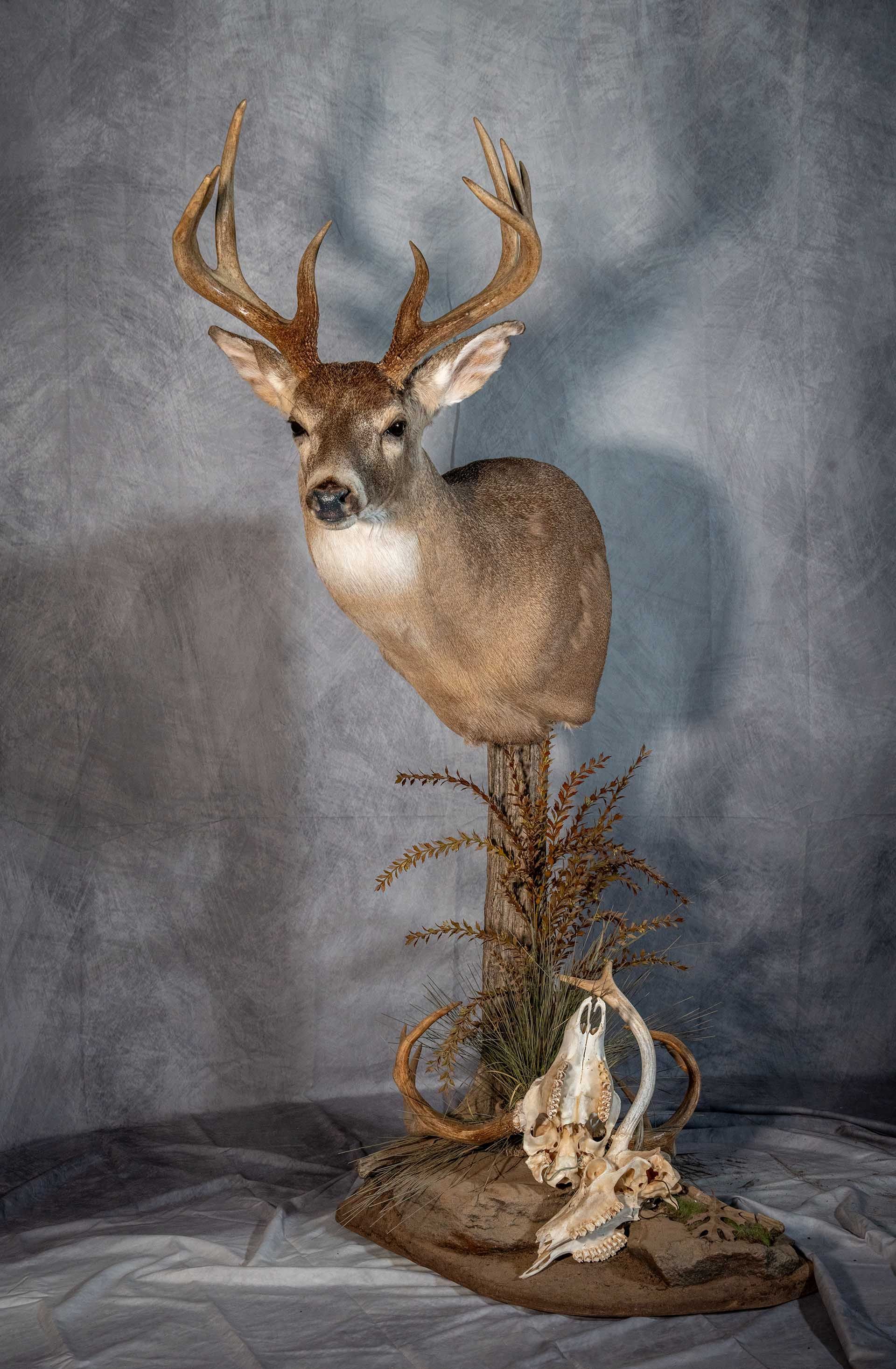 Hunters Link Outdoors - taxidermy mount 14