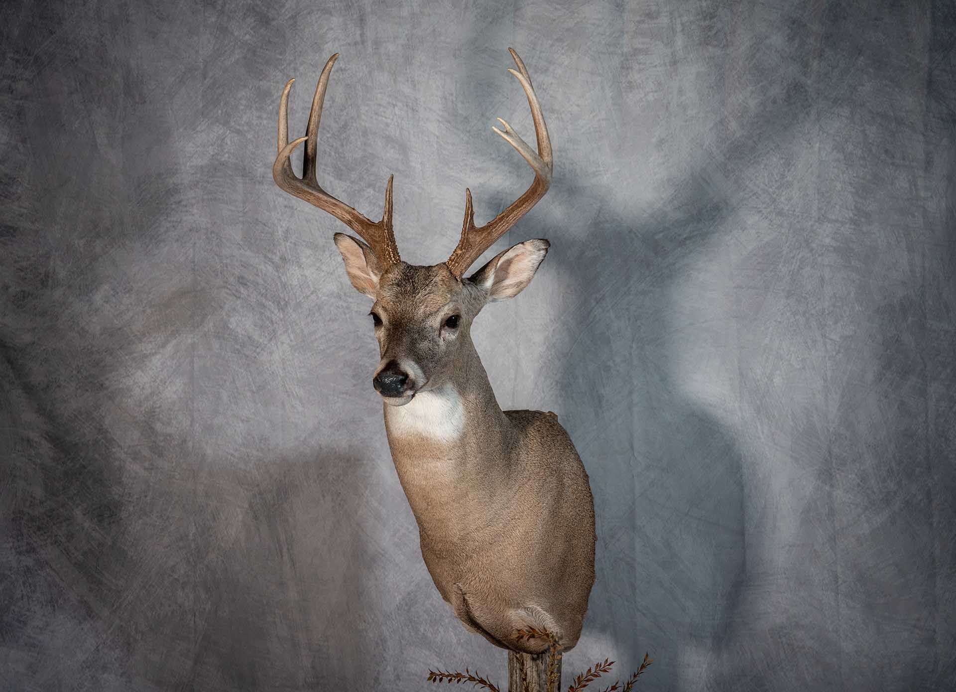 Hunters Link Outdoors - taxidermy mount 15