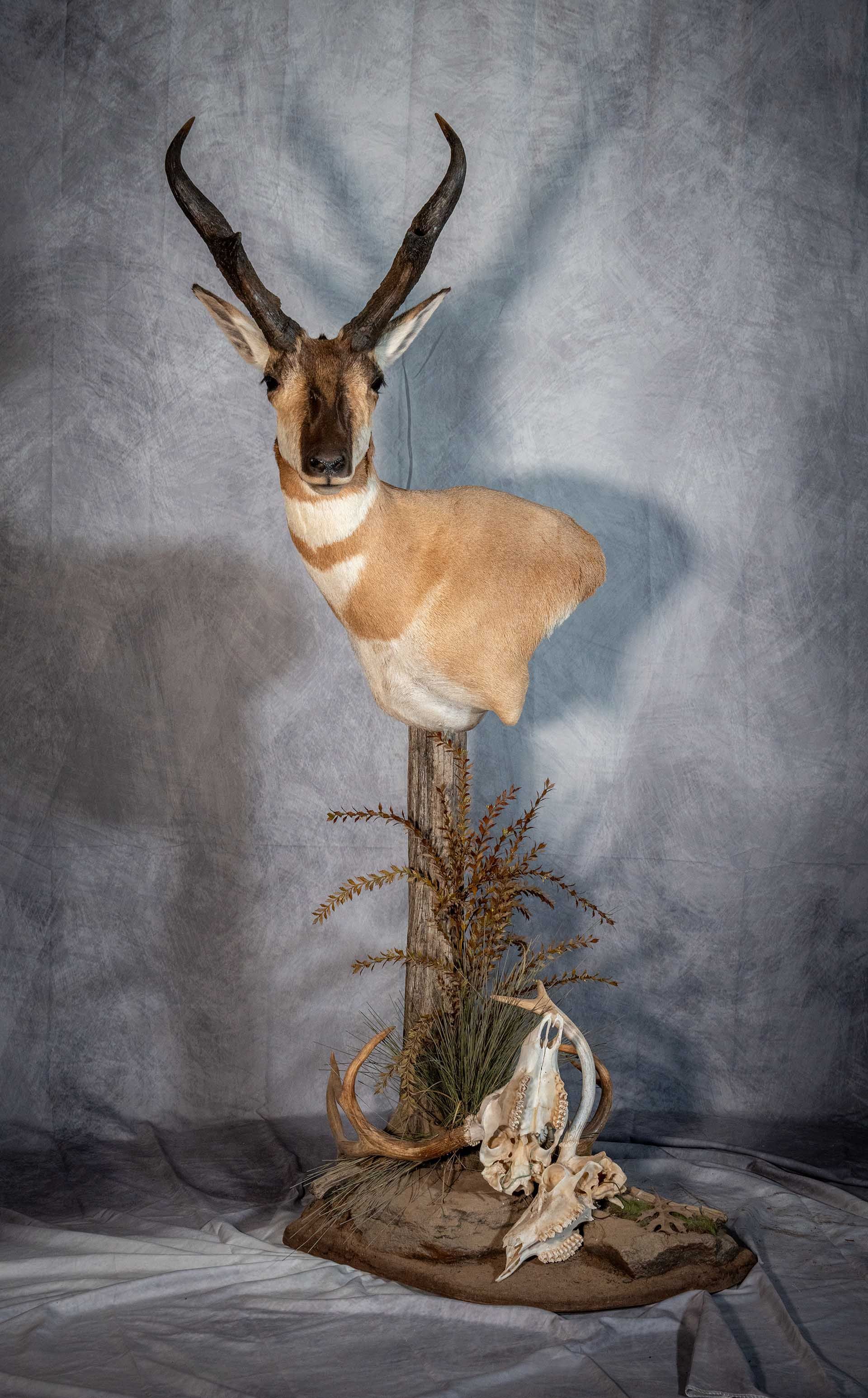 Hunters Link Outdoors - taxidermy mount 16