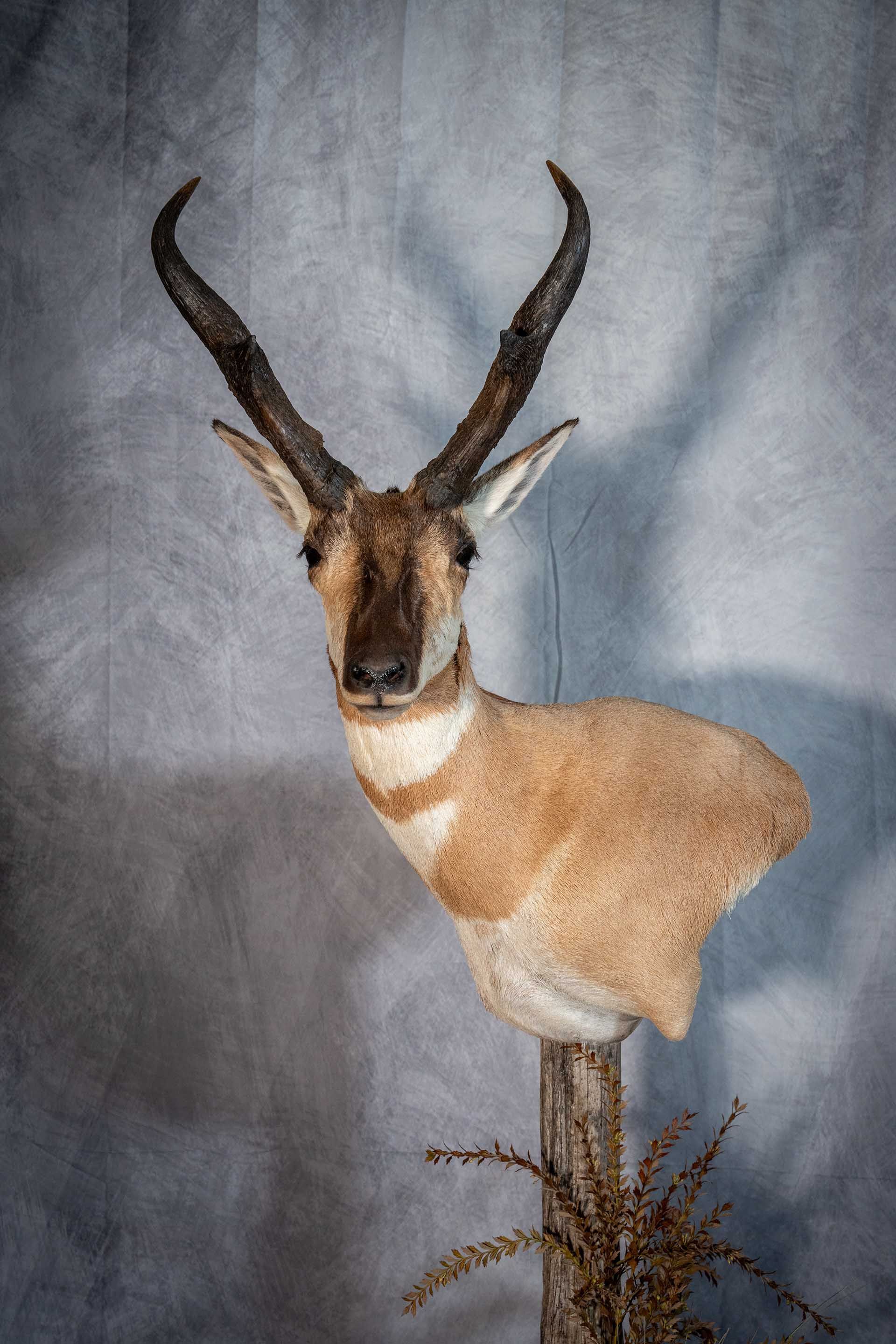 Hunters Link Outdoors - taxidermy mount 17