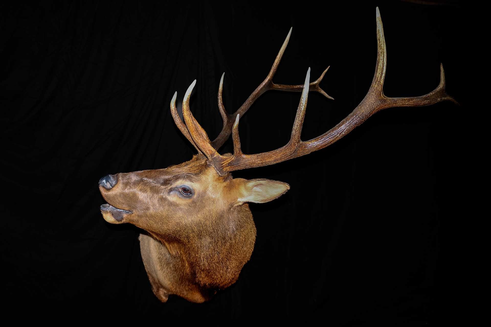 Taxidermy photo 065
