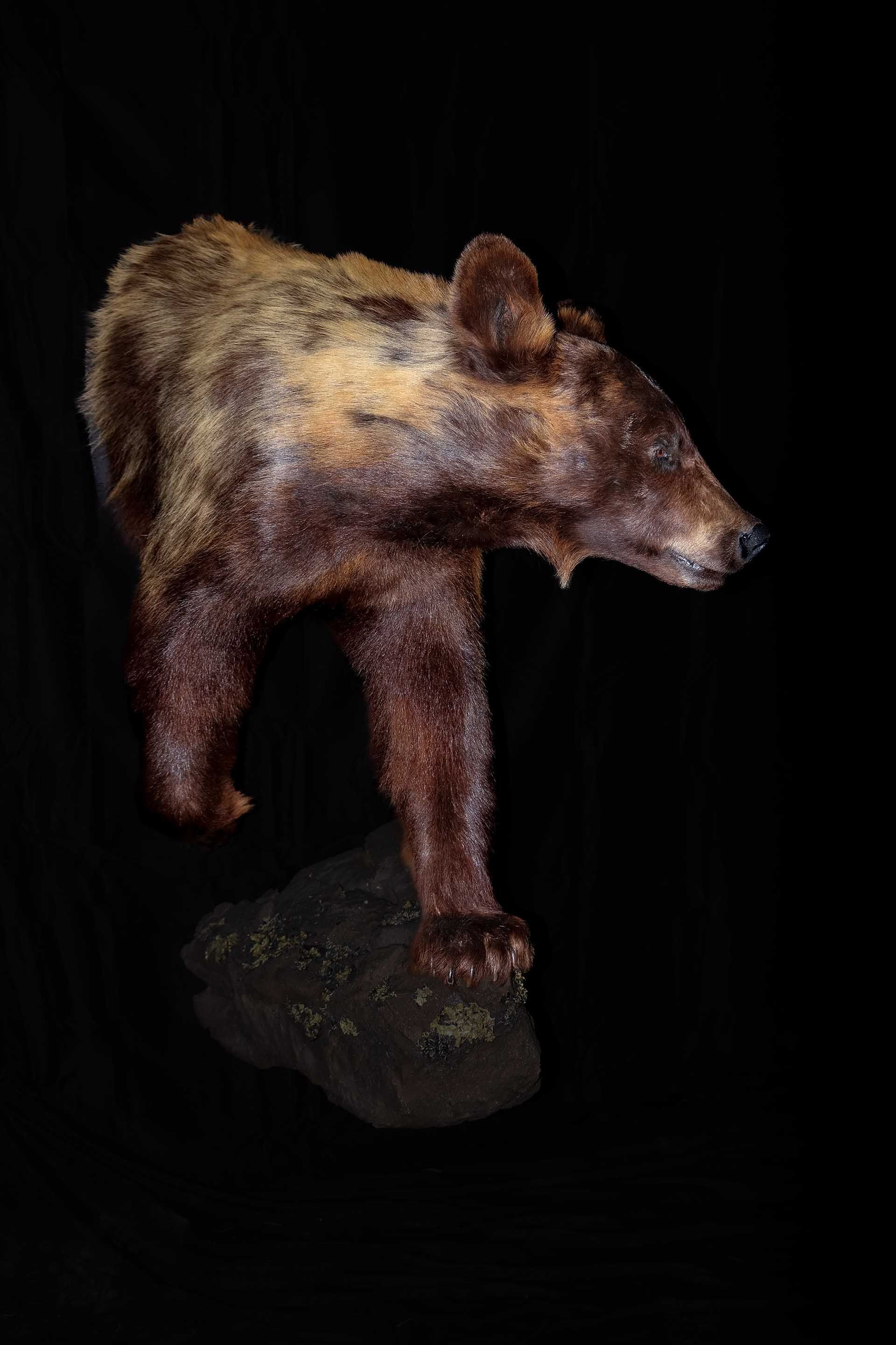 Hunters Link Outdoors - taxidermy photo 06