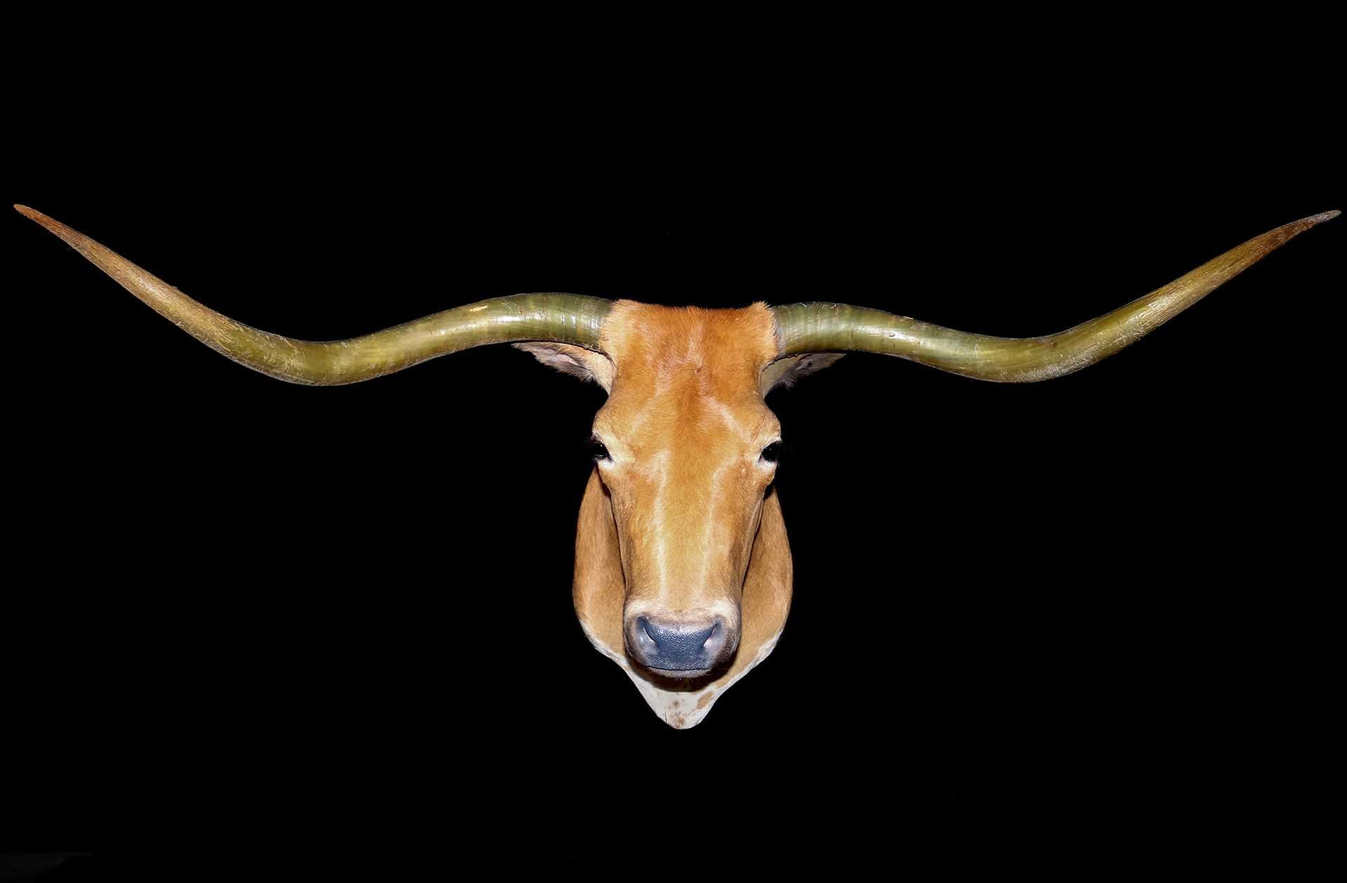 Hunters Link Outdoors - taxidermy photo 01