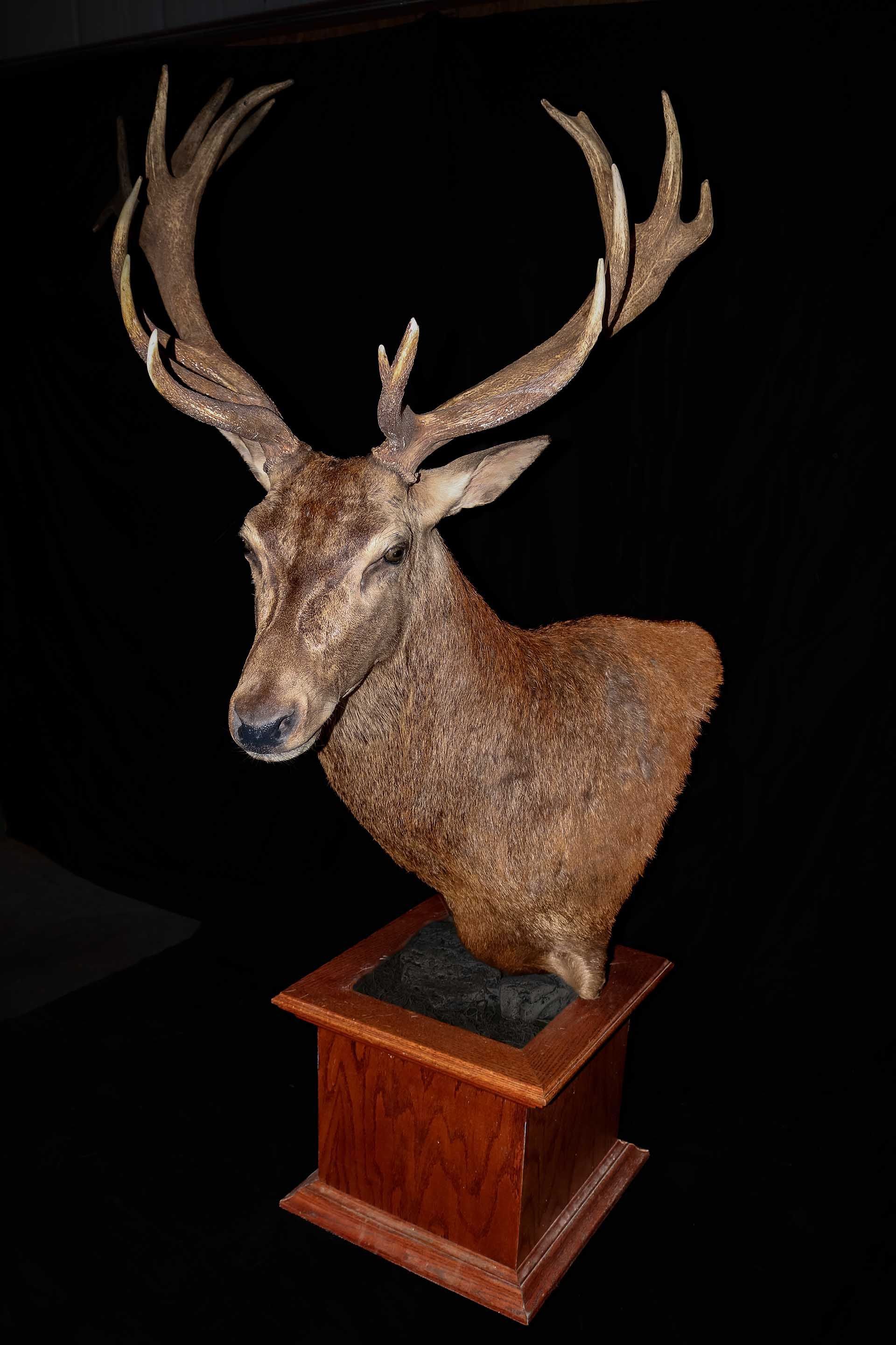 Taxidermy photo 073