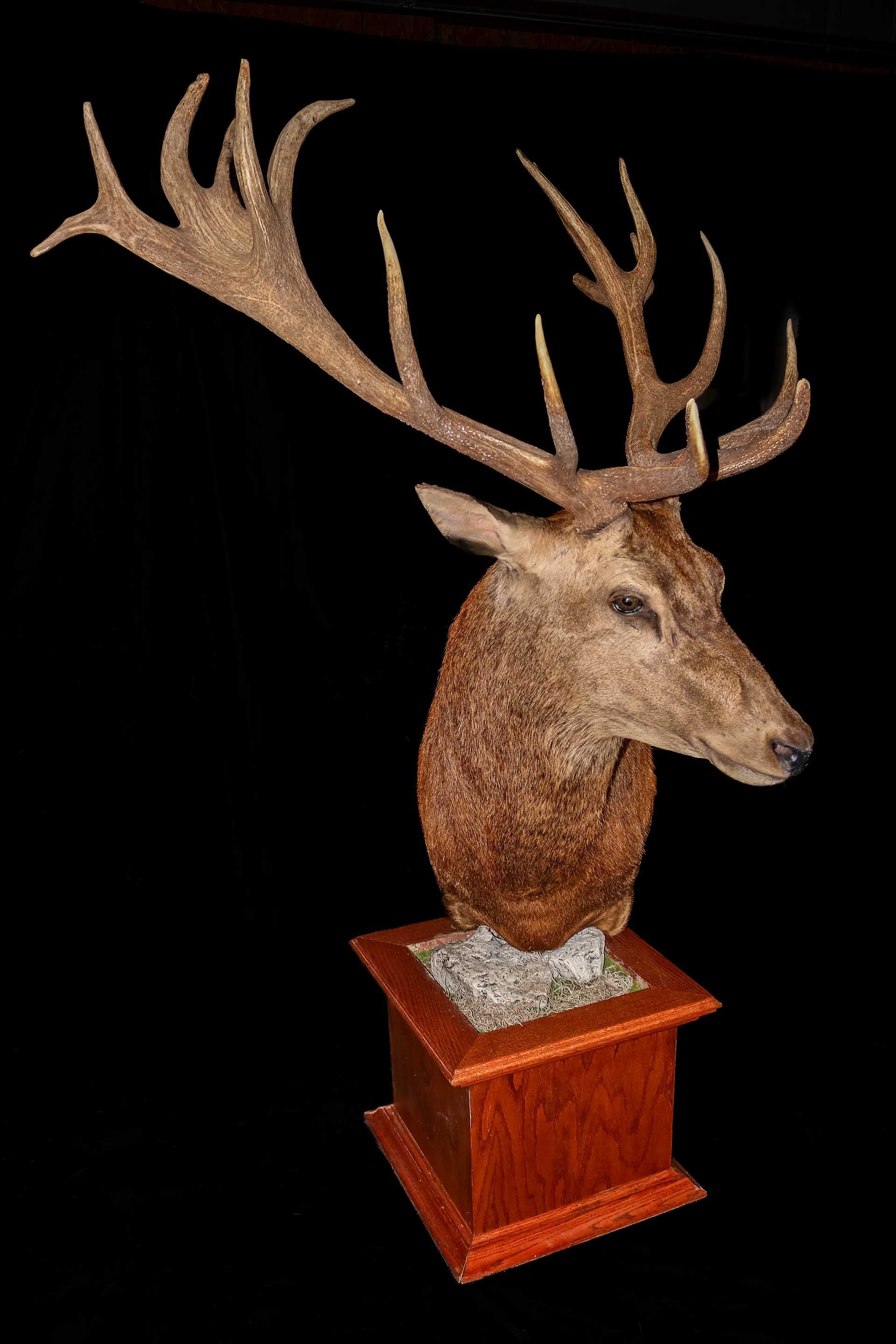 Taxidermy photo 074