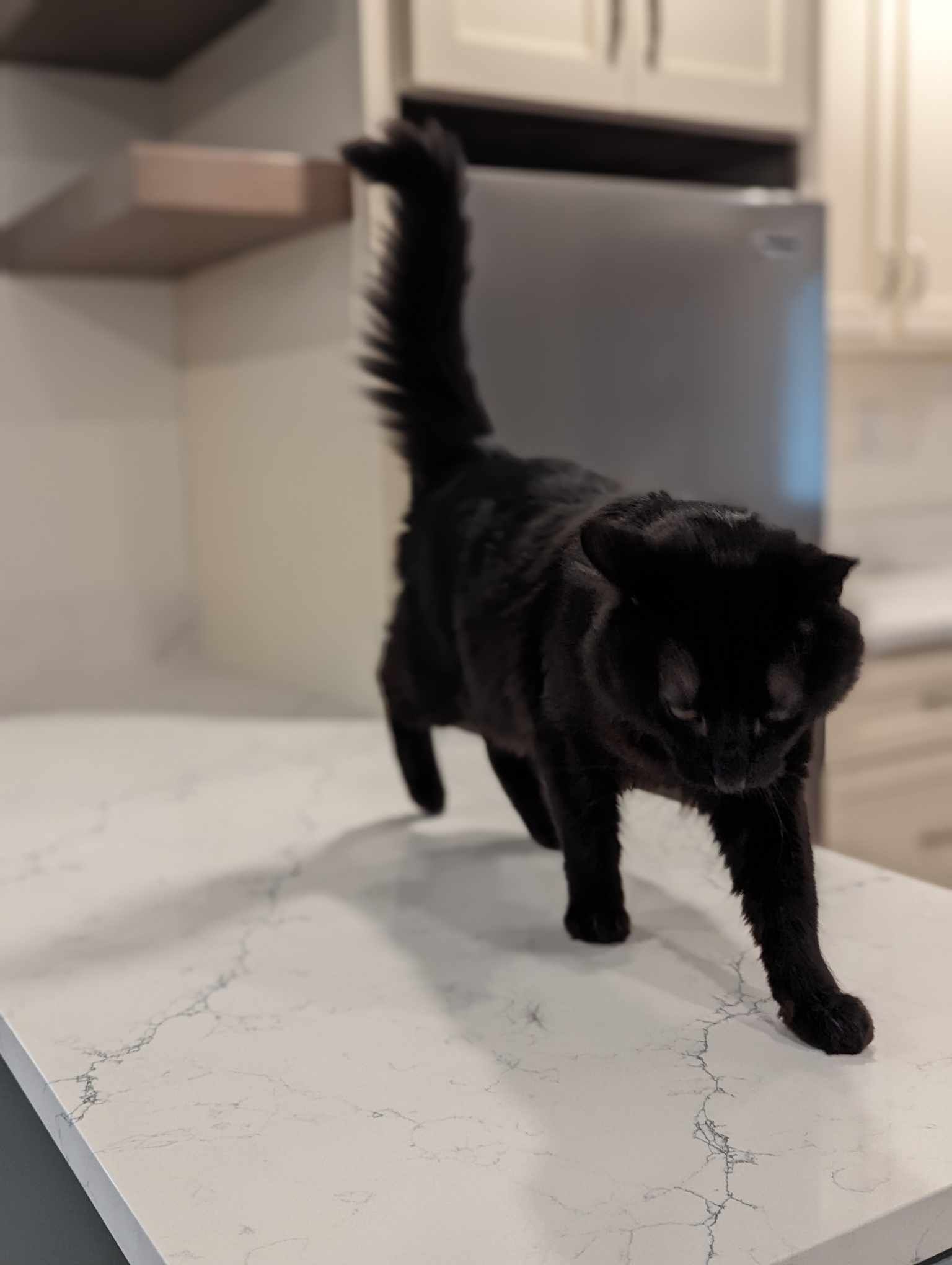 A black cat is standing on a counter in a kitchen.
