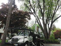 Residential & commercial tree services