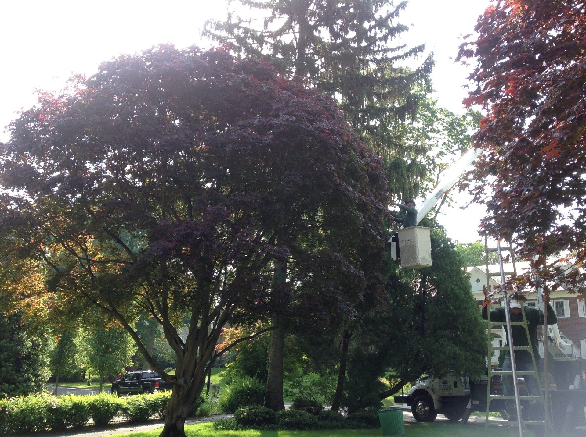 Residential tree trimming