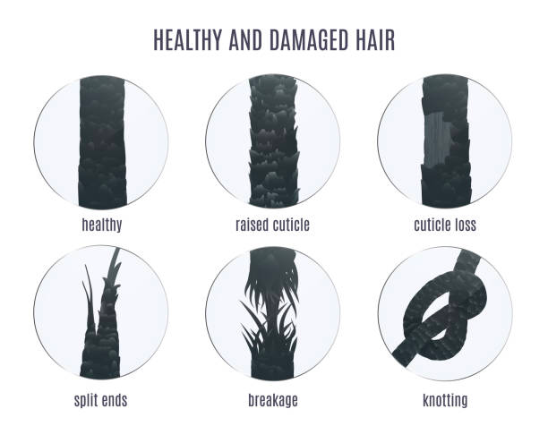 Microscopic view of a healthy scalp with vibrant hair follicles. Microscopic view of a healthy scalp with vibrant hair follicles.