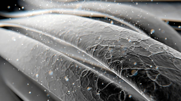 Microscopic view of a hair follicle, highlighting its intricate structure. Microscopic view of a hair follicle, highlighting its intricate structure.