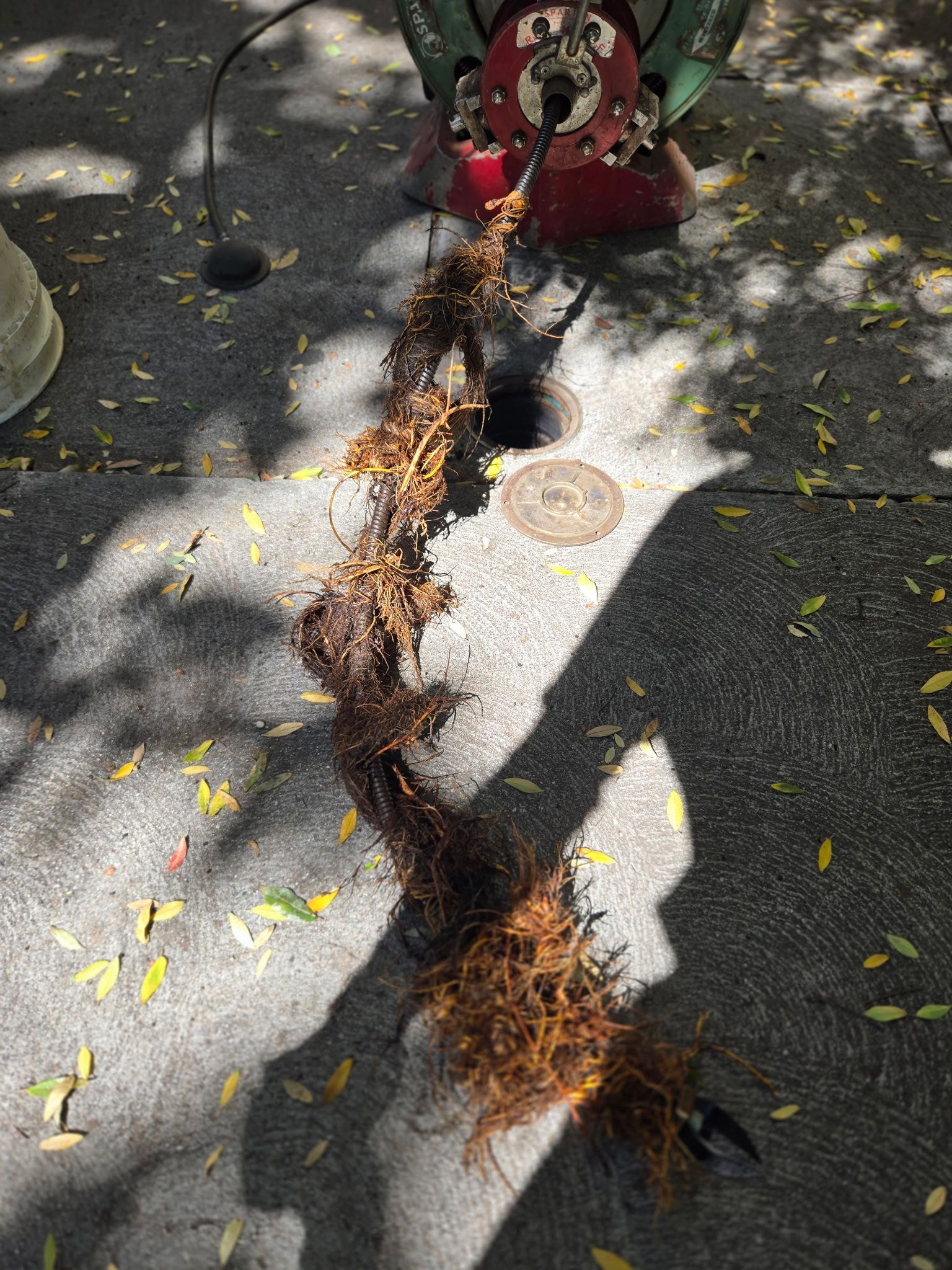 A sewer snake machine cable pulled from an outdoor drain, covered in a long mass of tangled tree roots.