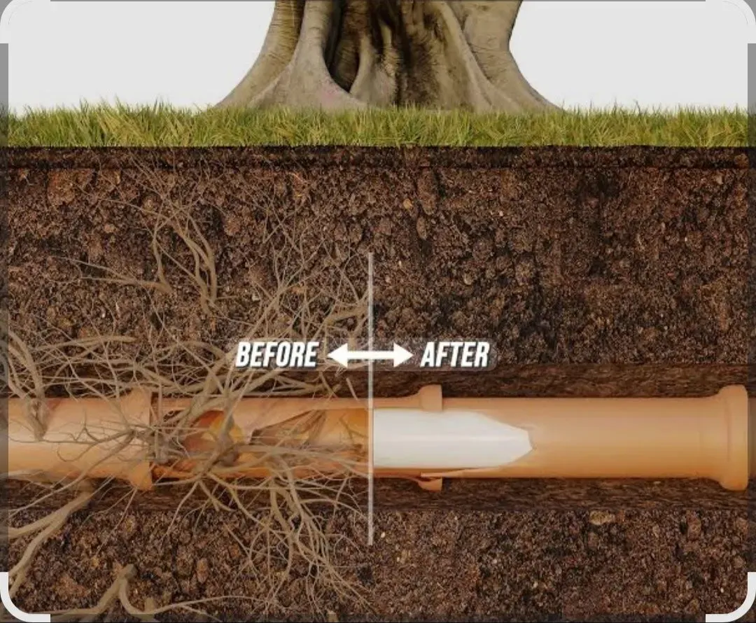 Tree roots growing into and around a wooden pipe, labeled “Before” and “After” underground