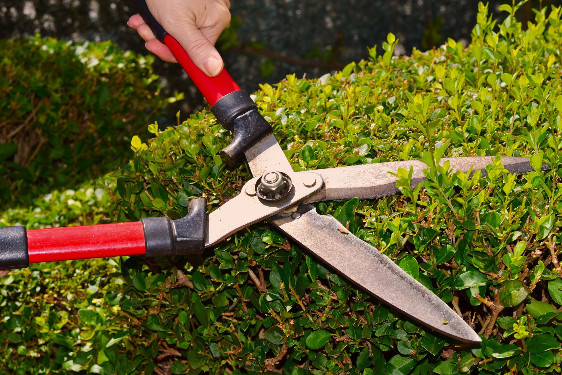 landscape design