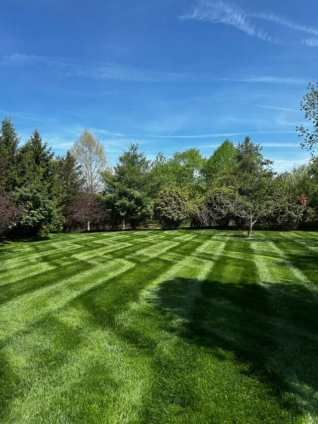 A lush green lawn with patterned mowing lines under a bright blue sky, bordered by a dense line of trees.
