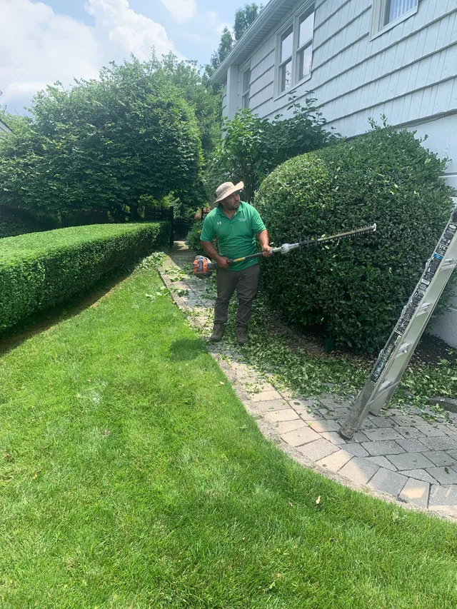 A person in a green shirt and hat uses a long-reach hedge trimmer to prune a large, rounded shrub next to a house.