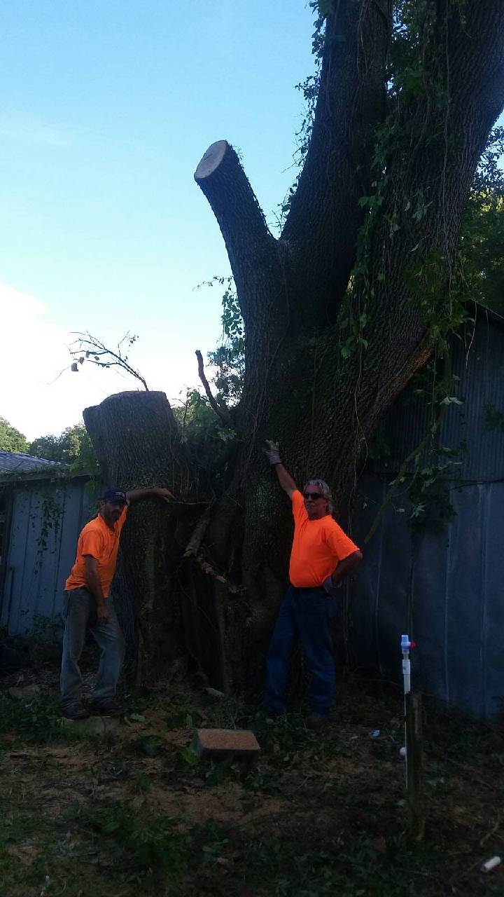 tree Removal