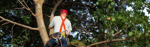 Tree pruning