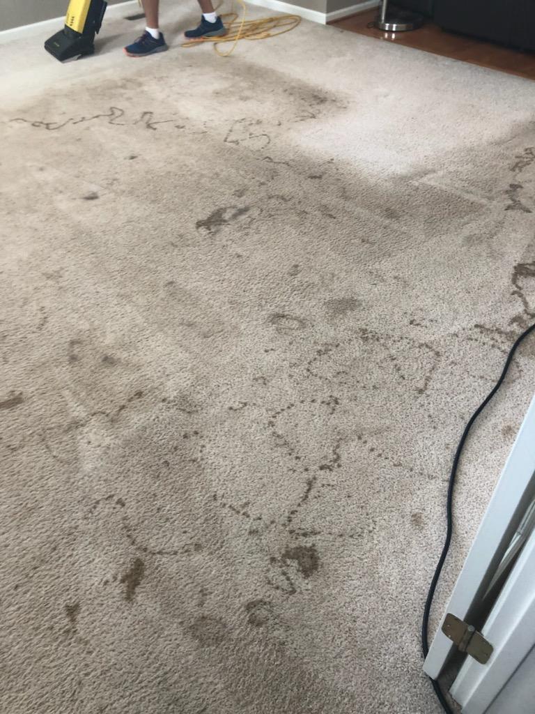Carpet before