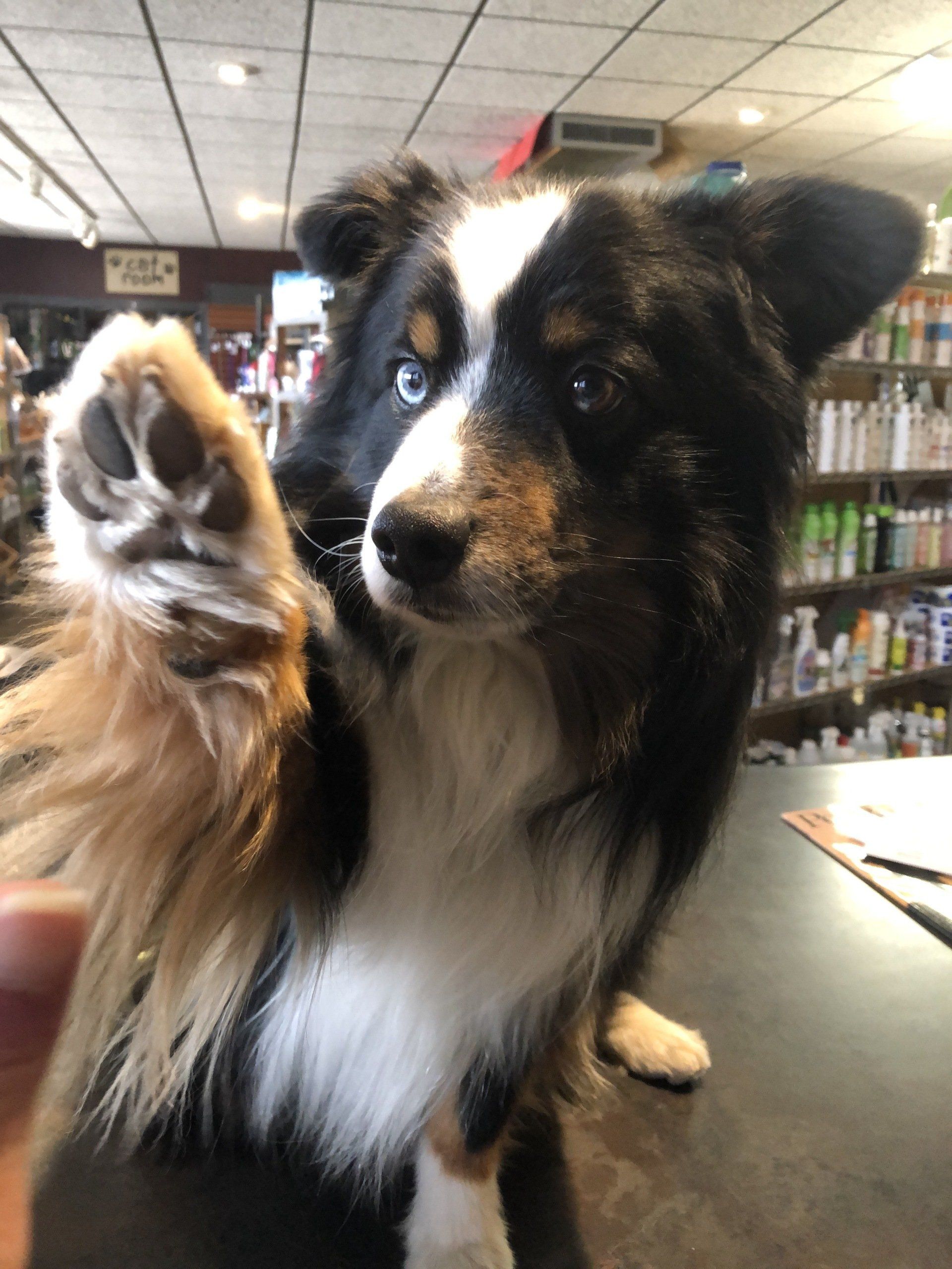 Muddy Paw Prints Pet Supplies | Pet Store | Sheridan, WY