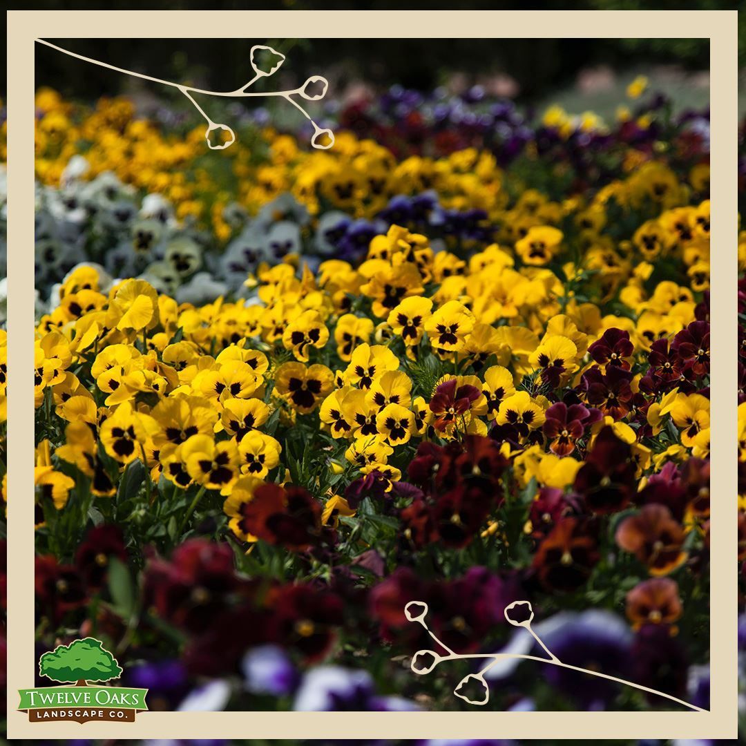 Rows of colorful pansies: yellow, purple, and maroon in a garden bed.
