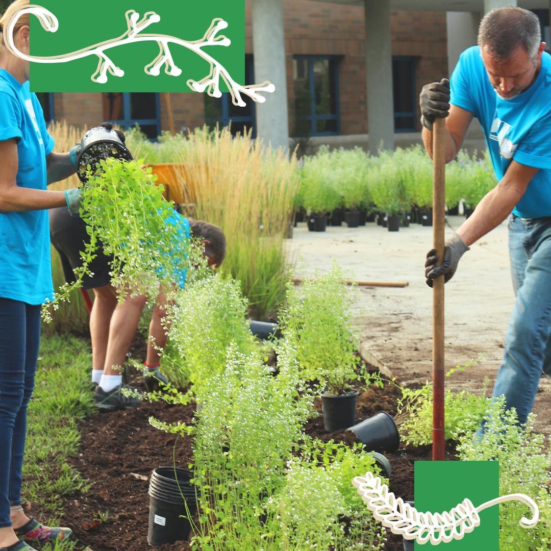 People planting plants in a garden bed. Others hold plants, using shovels. Green accents.