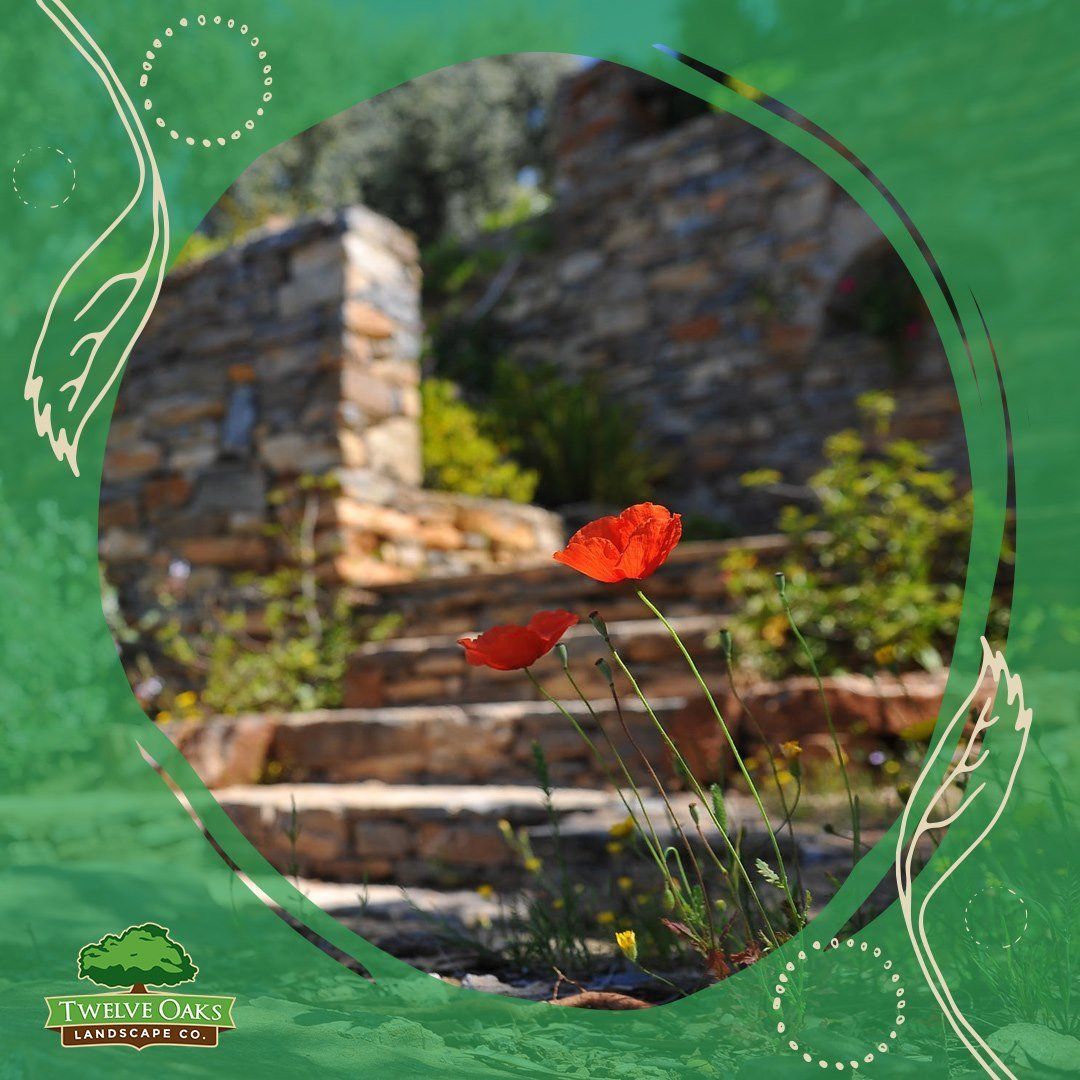 Red poppies bloom before stone steps leading to a rustic stone wall.