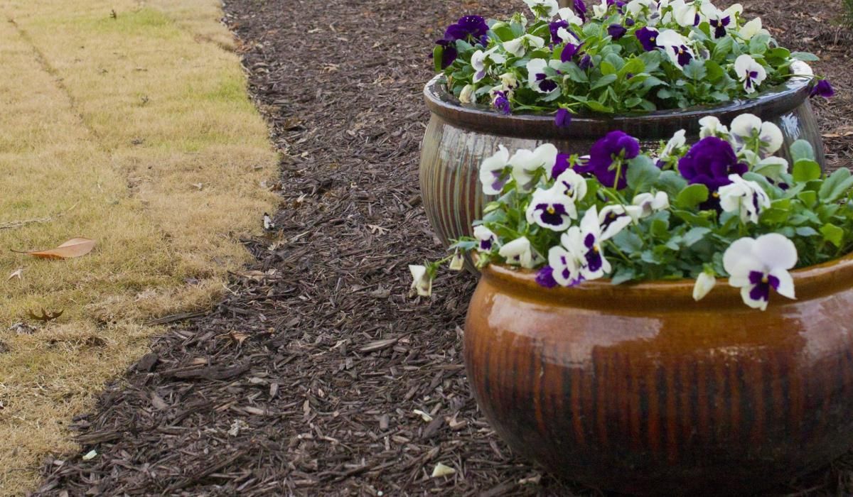 Two round, glazed terracotta planters filled with pansies; edge of brown mulch and dry grass.