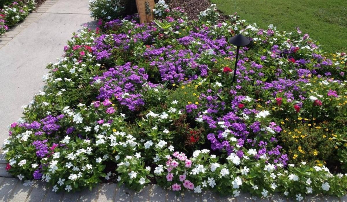Flower bed with vibrant purple, white, and red blooms next to a sidewalk.